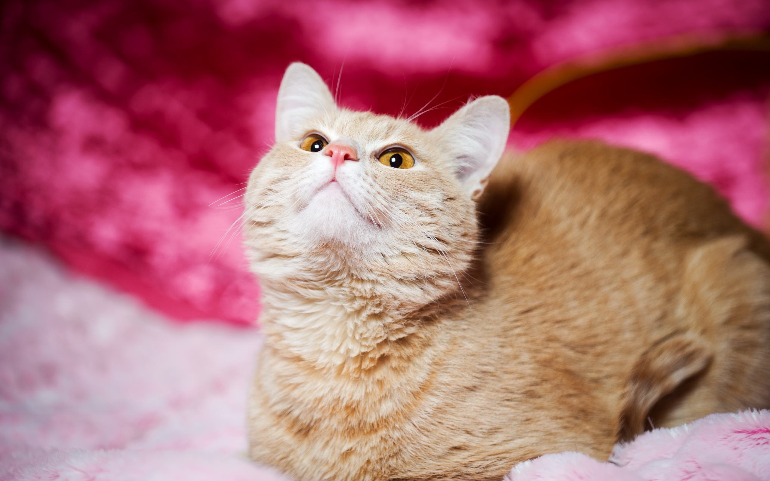 смазливые, большие сиськи