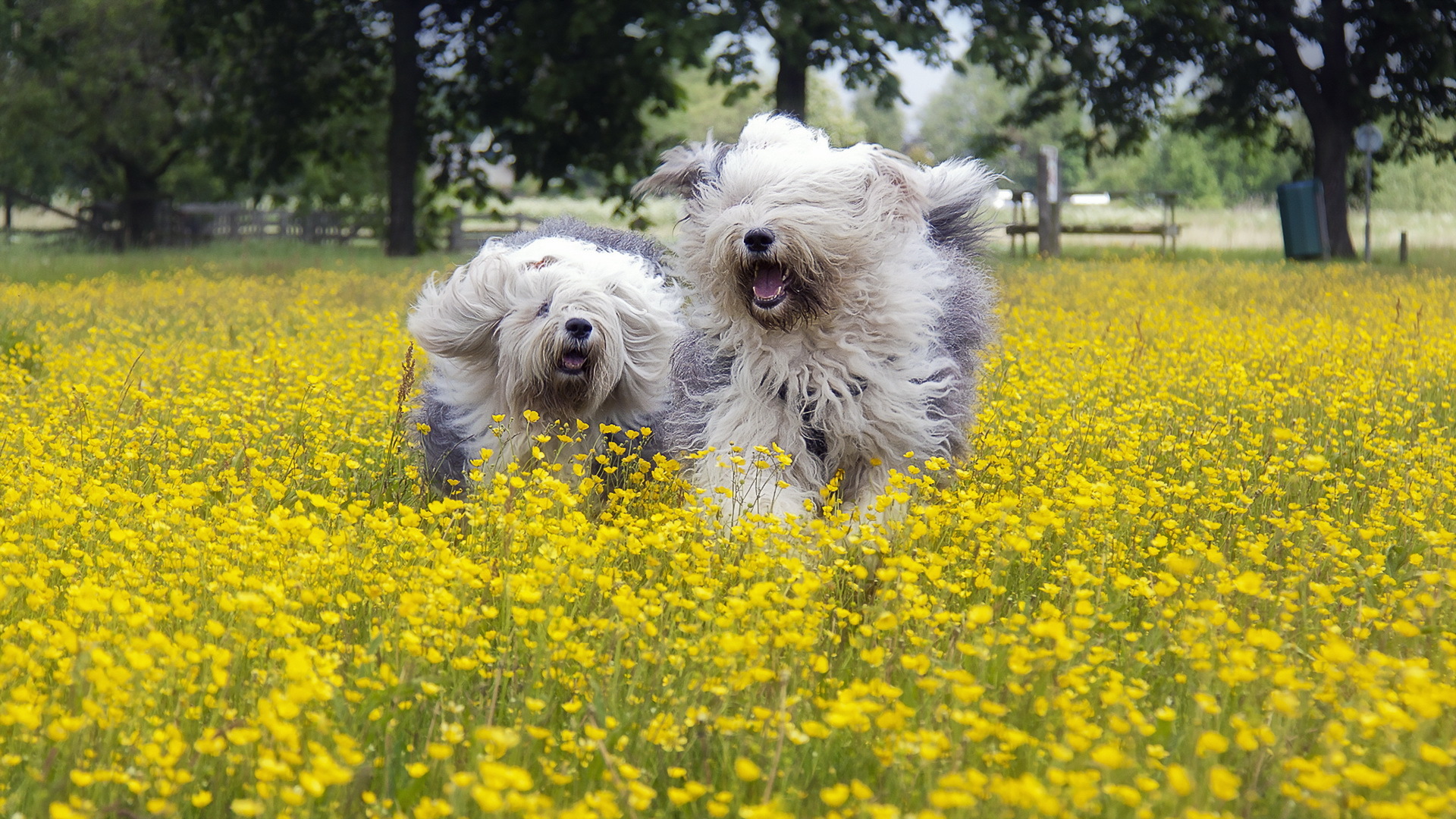 собака, животное, кенок