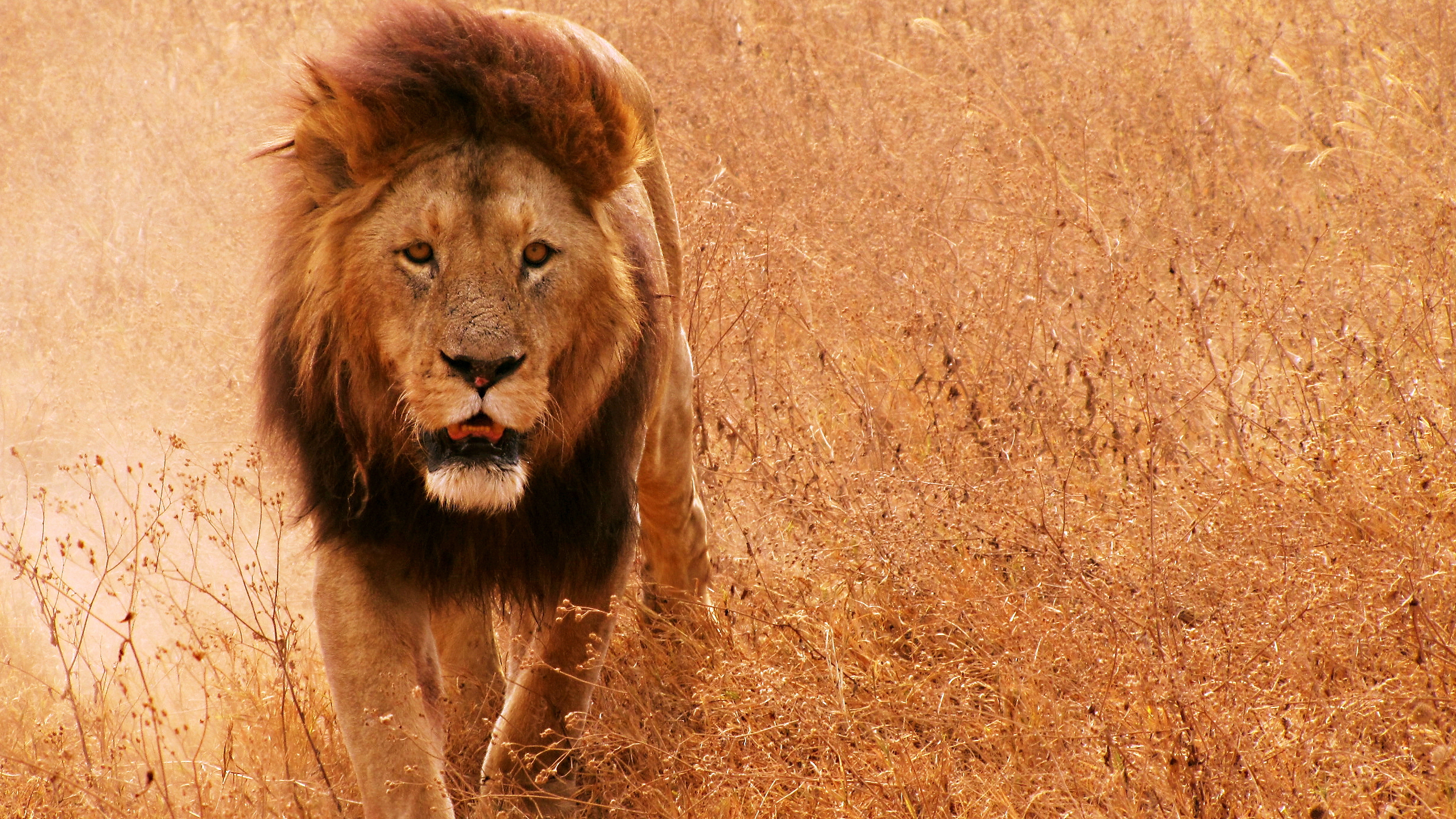Полную версию левы. Африка Саванна Лев. Львы в саванне. Лев обои. Хищные животные Лев.