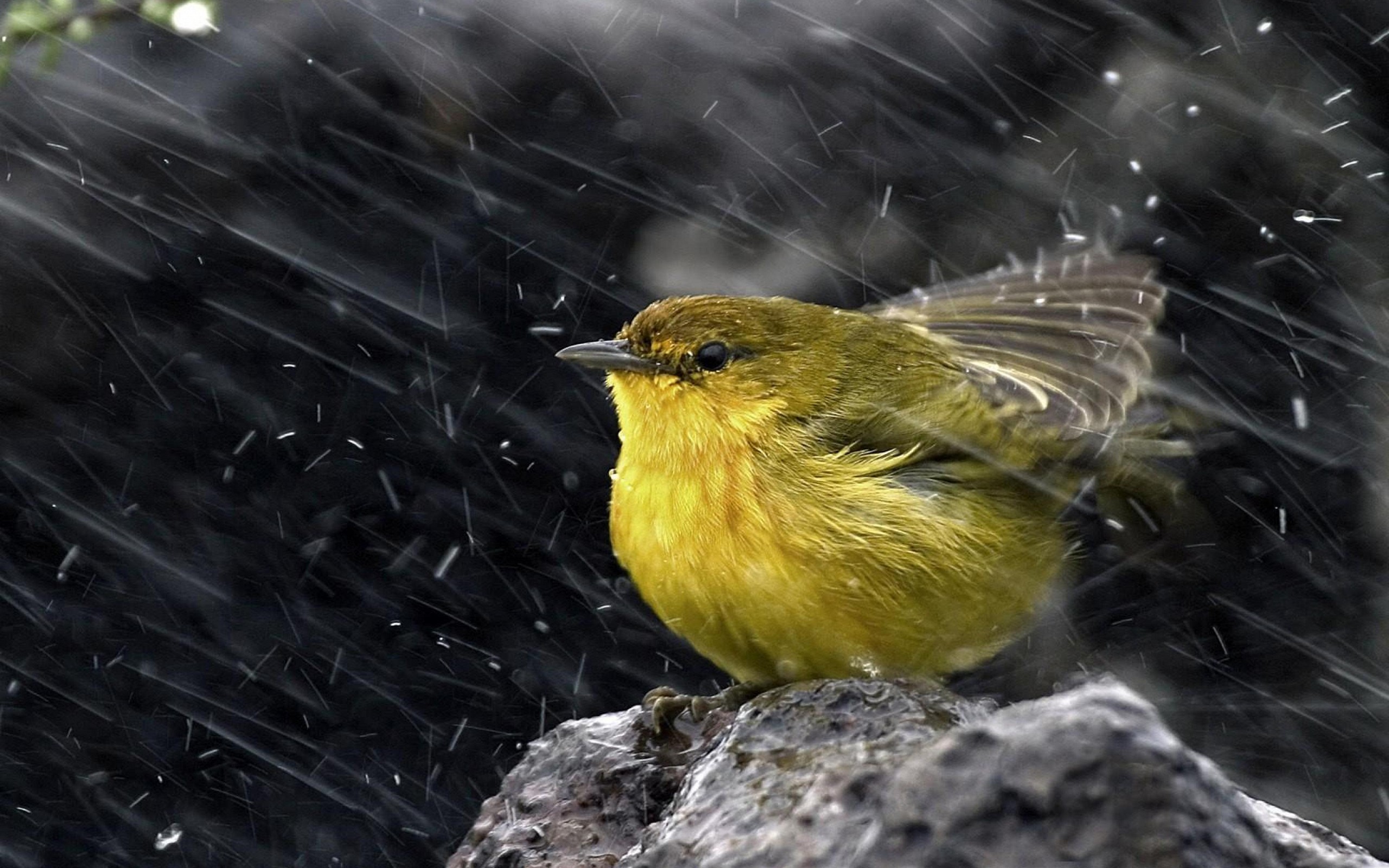 птичка, сидит, руки