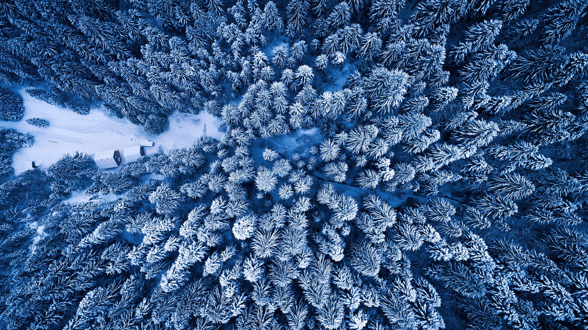 лес, зима