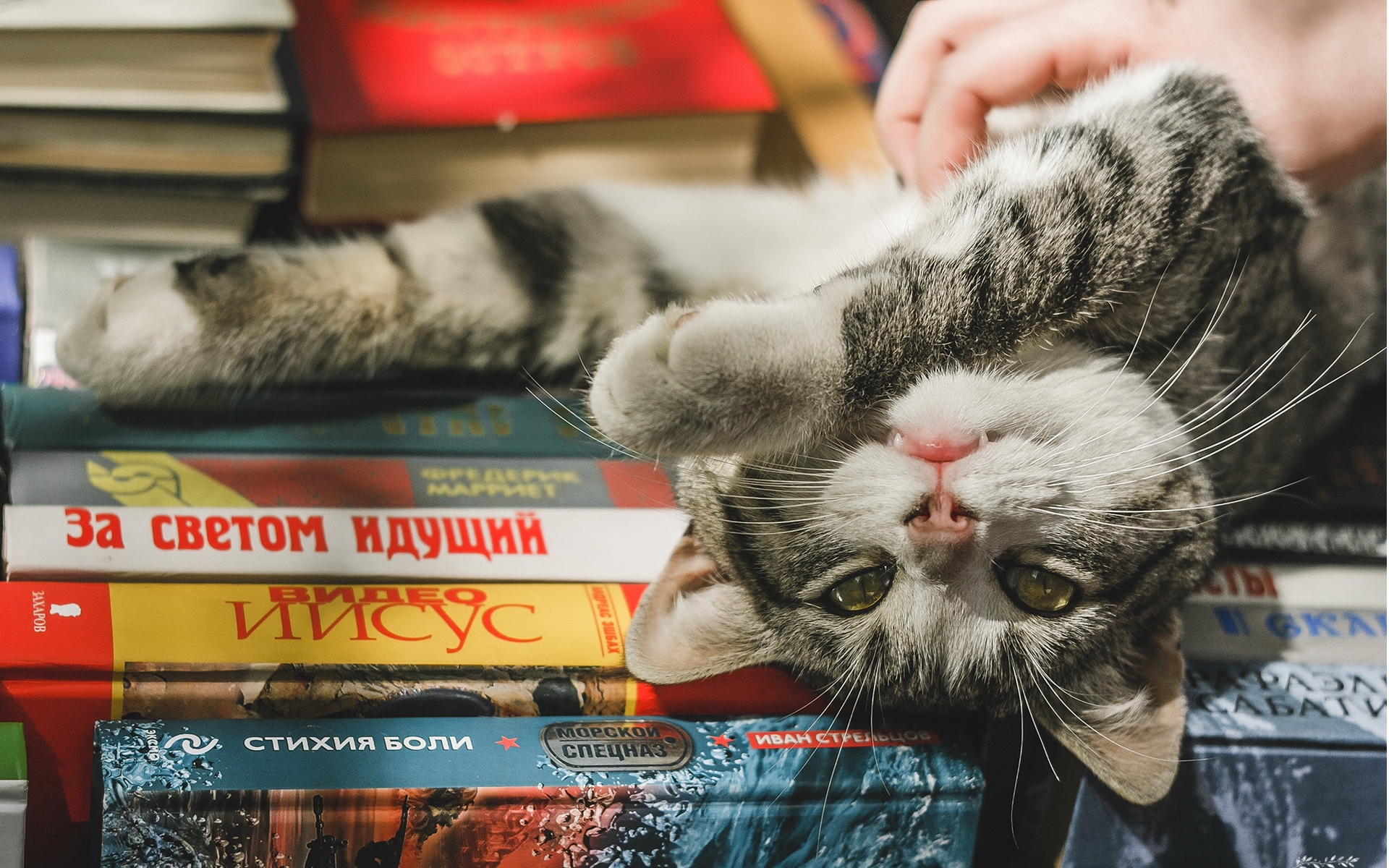 кот, книга, котейка