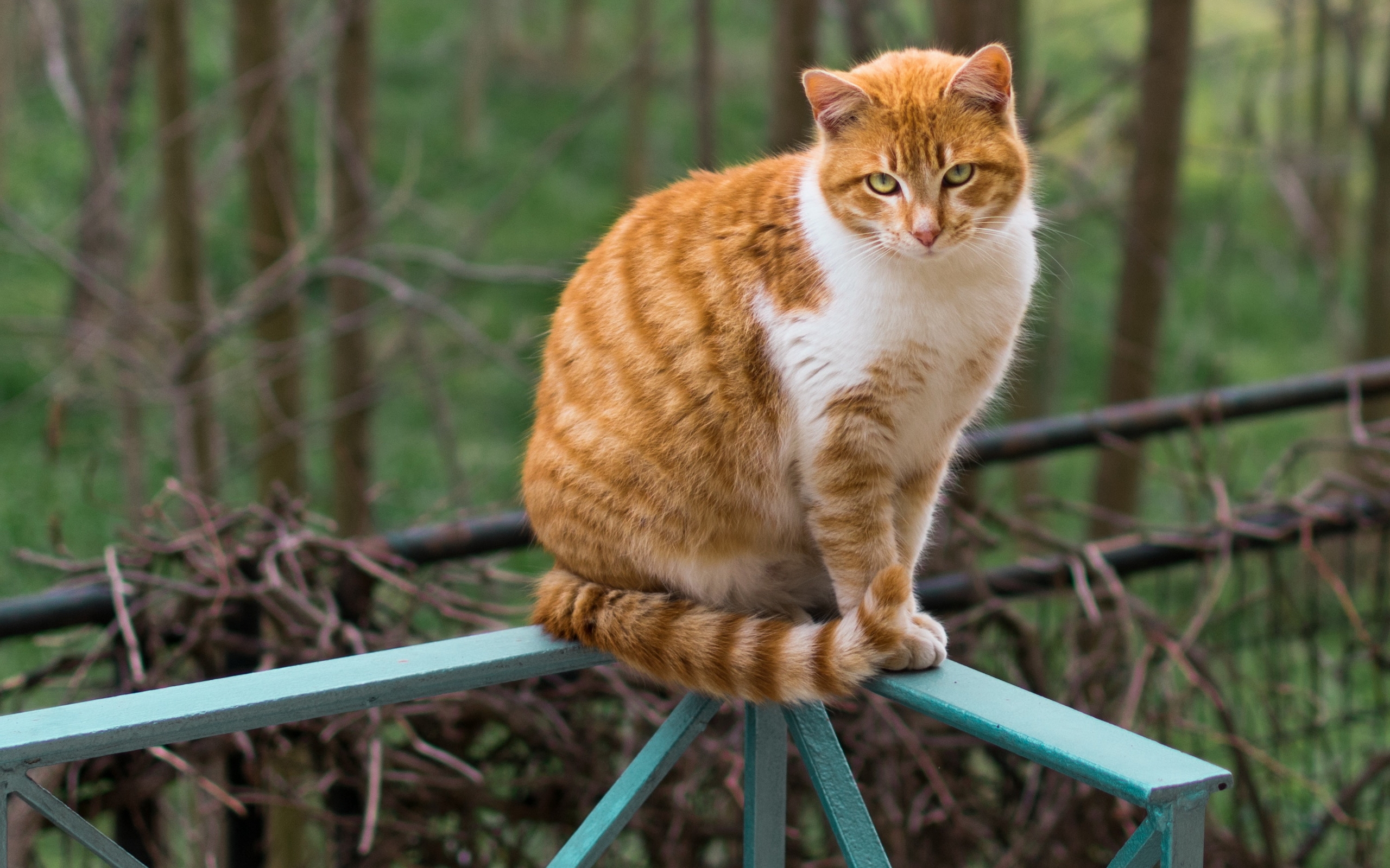 кот