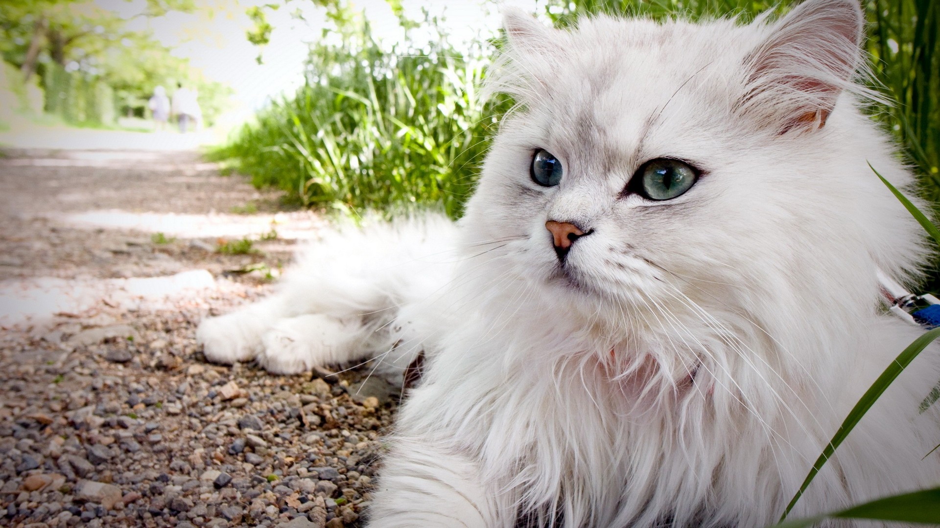 есть белый кот, который лежит на земле