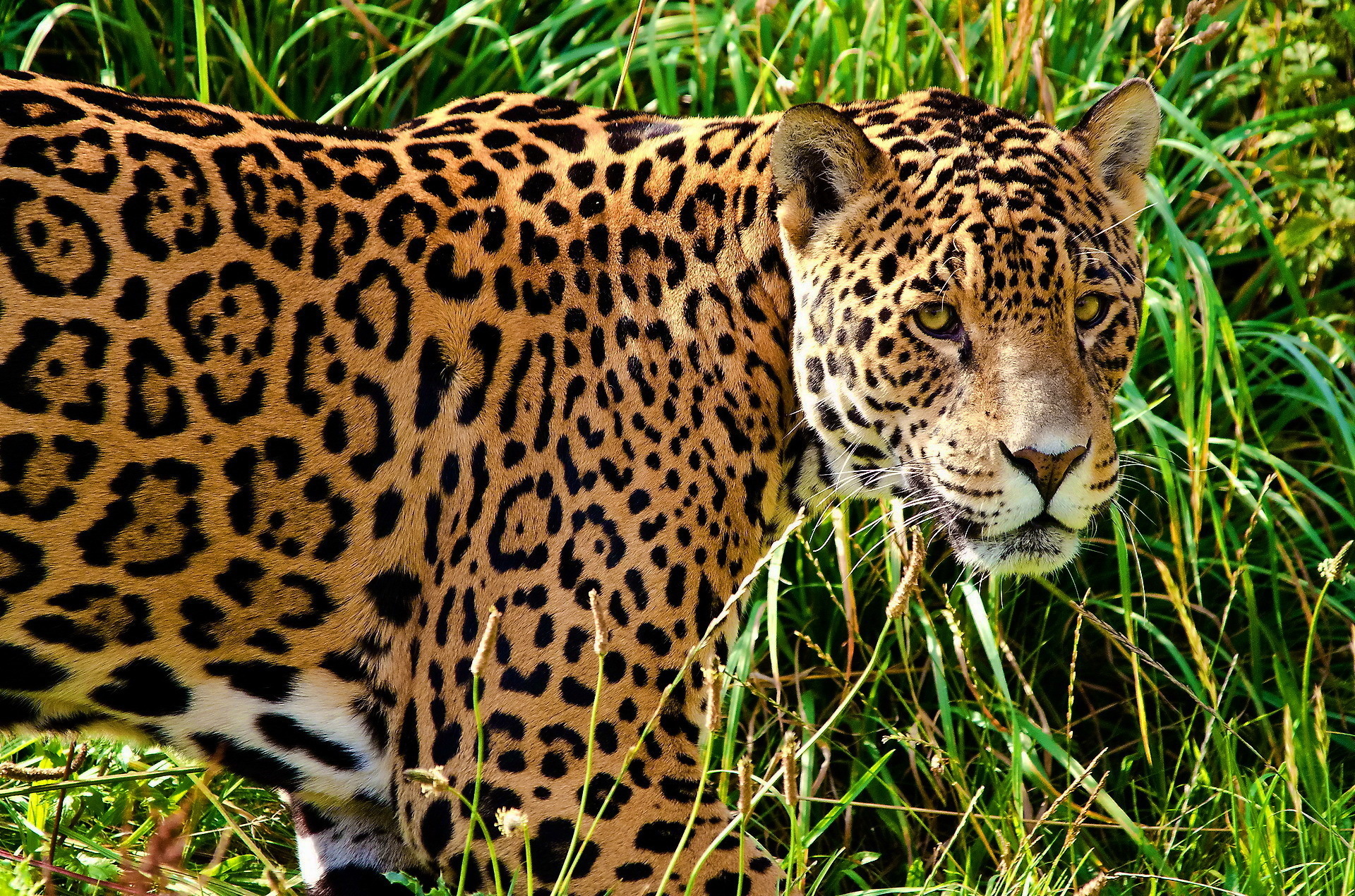 jaguar, четвертый экземпляр No 107774 Разрешение 1920x1270