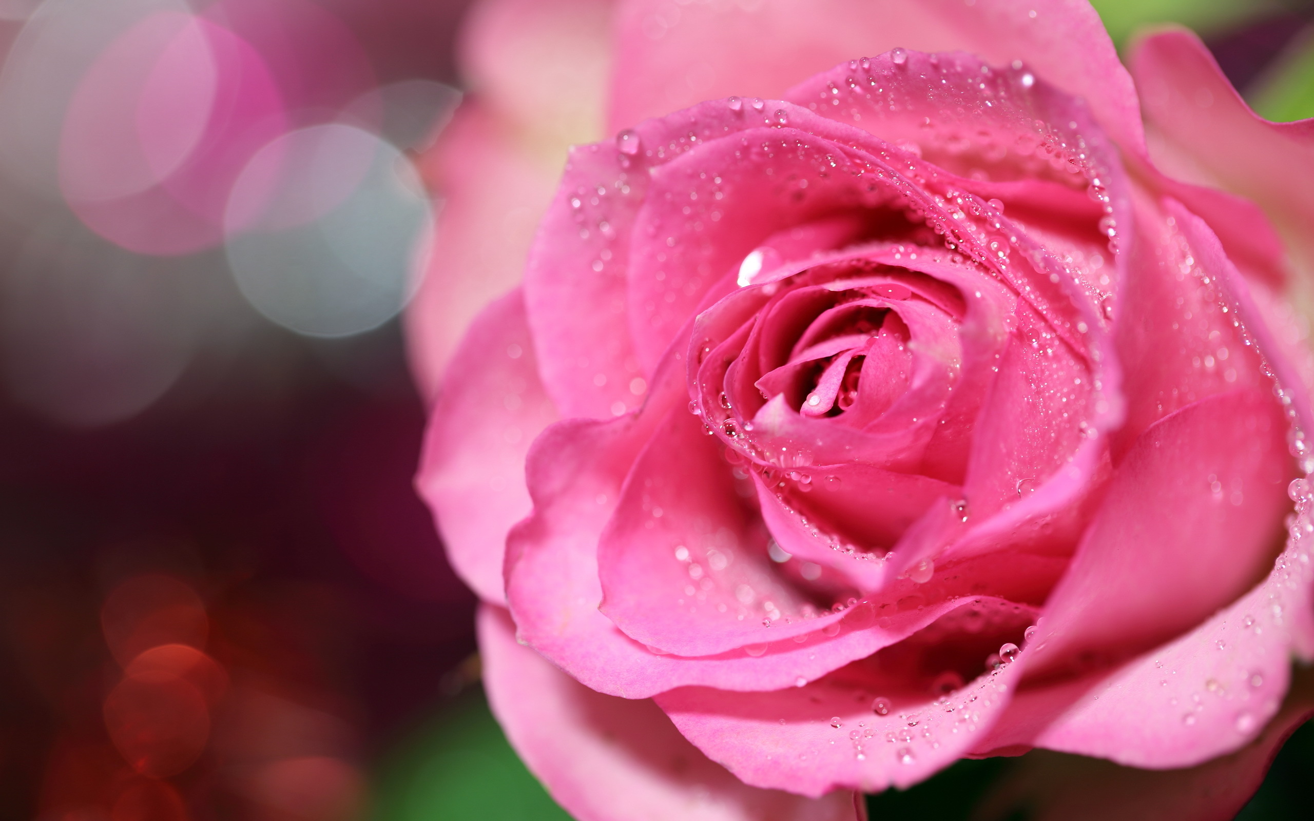 природа цветы роза капли вода роса макро nature flowers rose drops water Rosa macro без смс