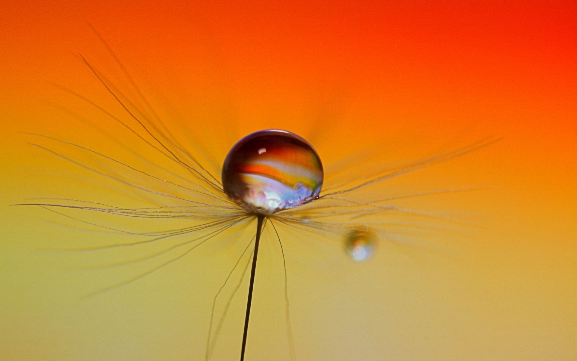 water, одуванчик, drop