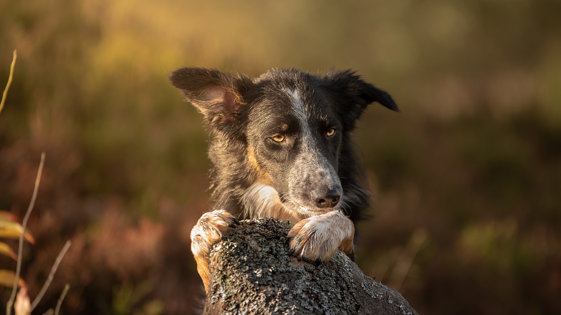 смотреть, взгляд, собака