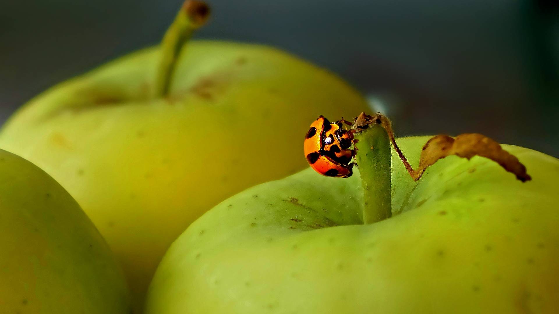 god, apple, коровка