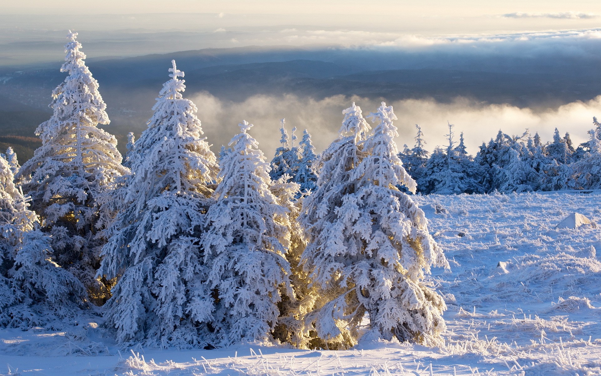 schnee, tanne, amazon