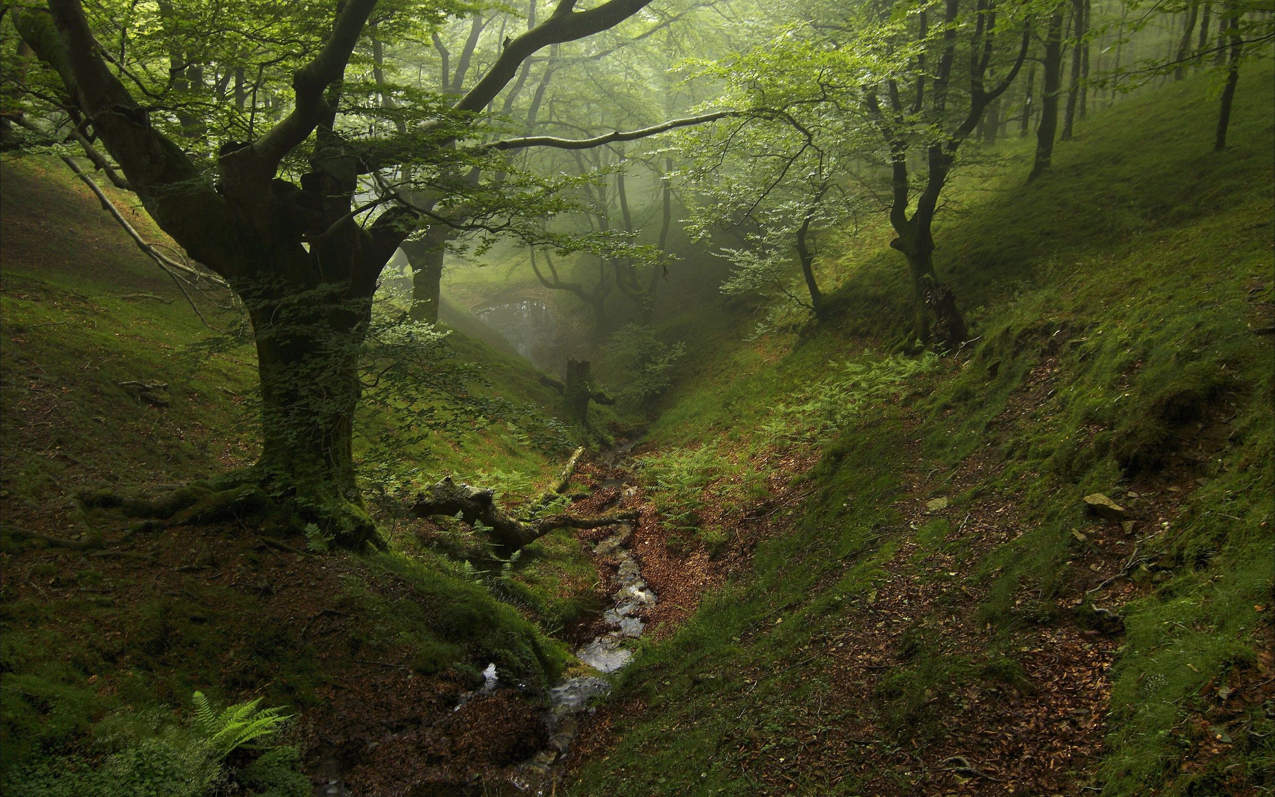 лес, деревья, овге
