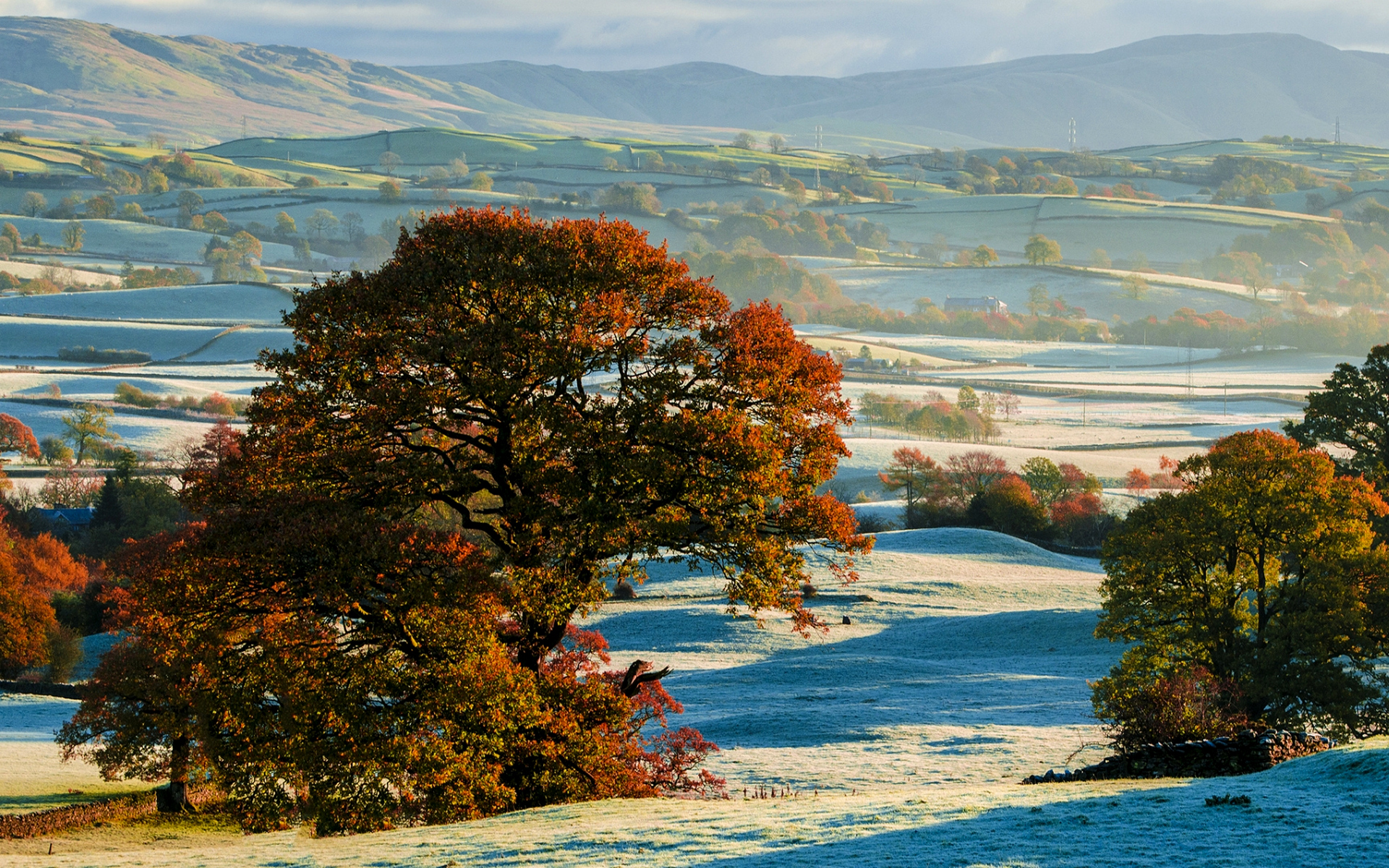 деревья, осень, маржа