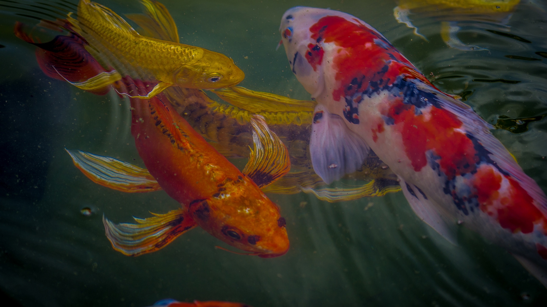 который, карп, fish