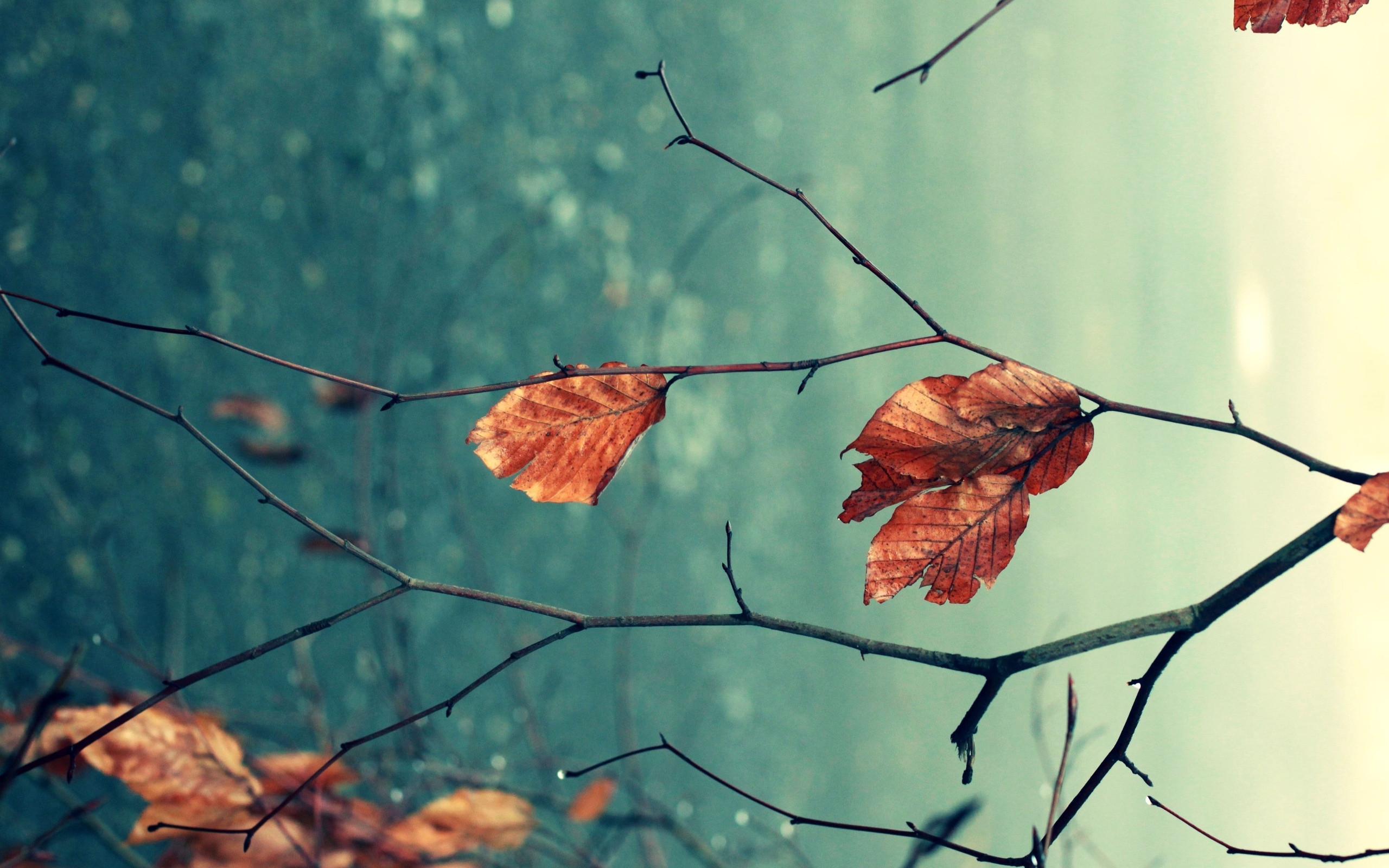 природа ломает э осень листья ветки без смс
