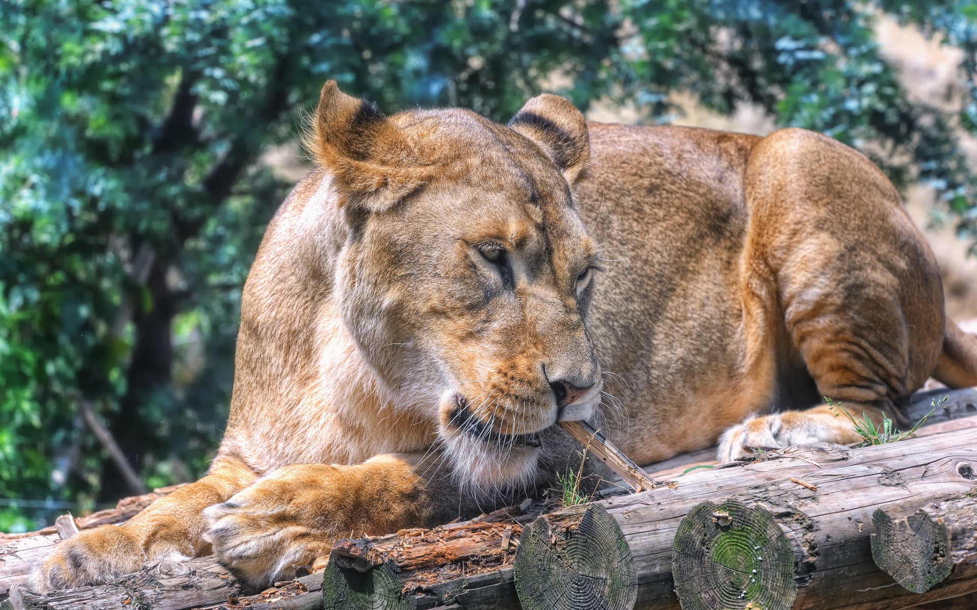львица, бревно, кошка