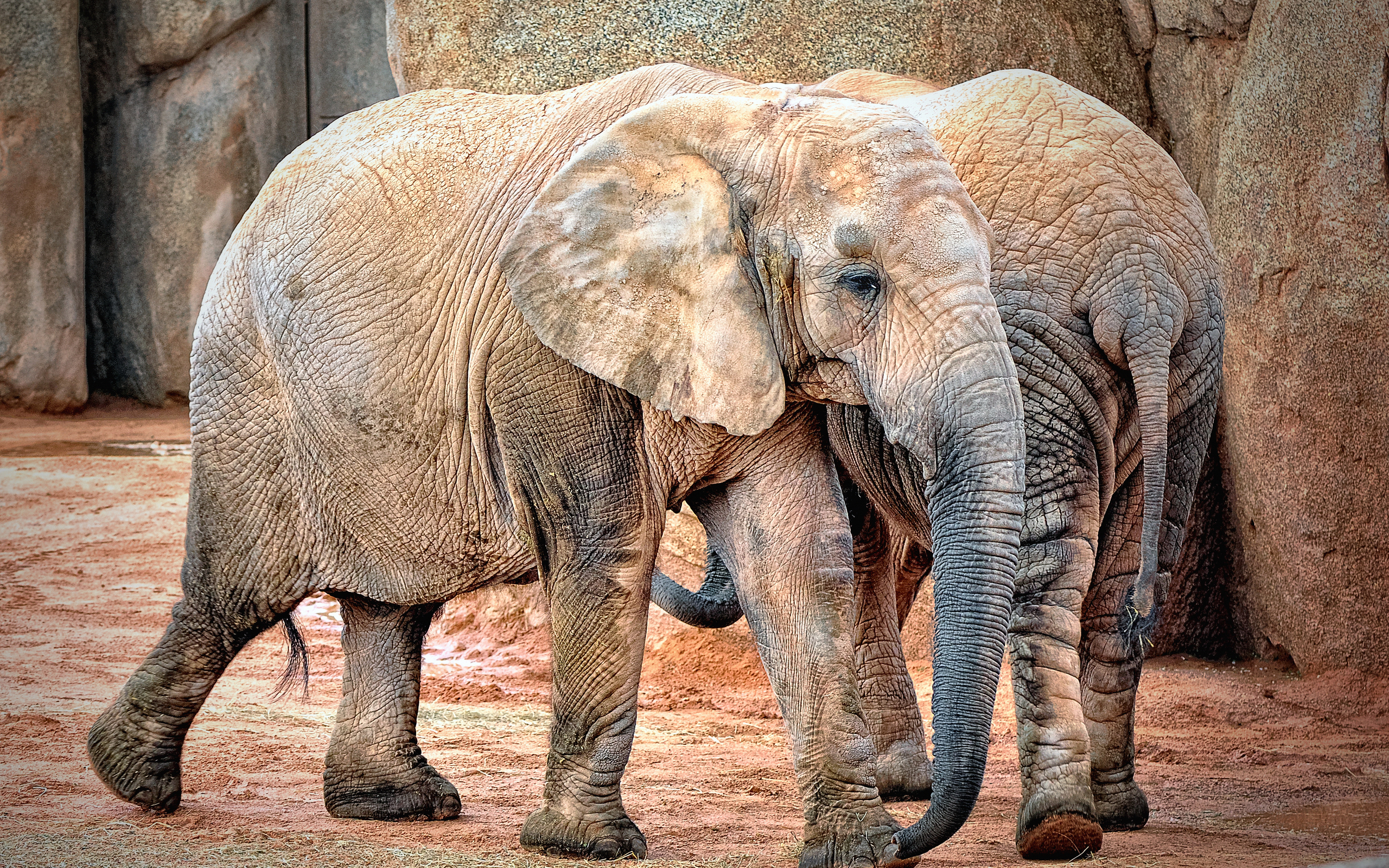 Слоник старую версию. Слон. Старые слоны. Африканские слоны. Слоны в зоопарке.