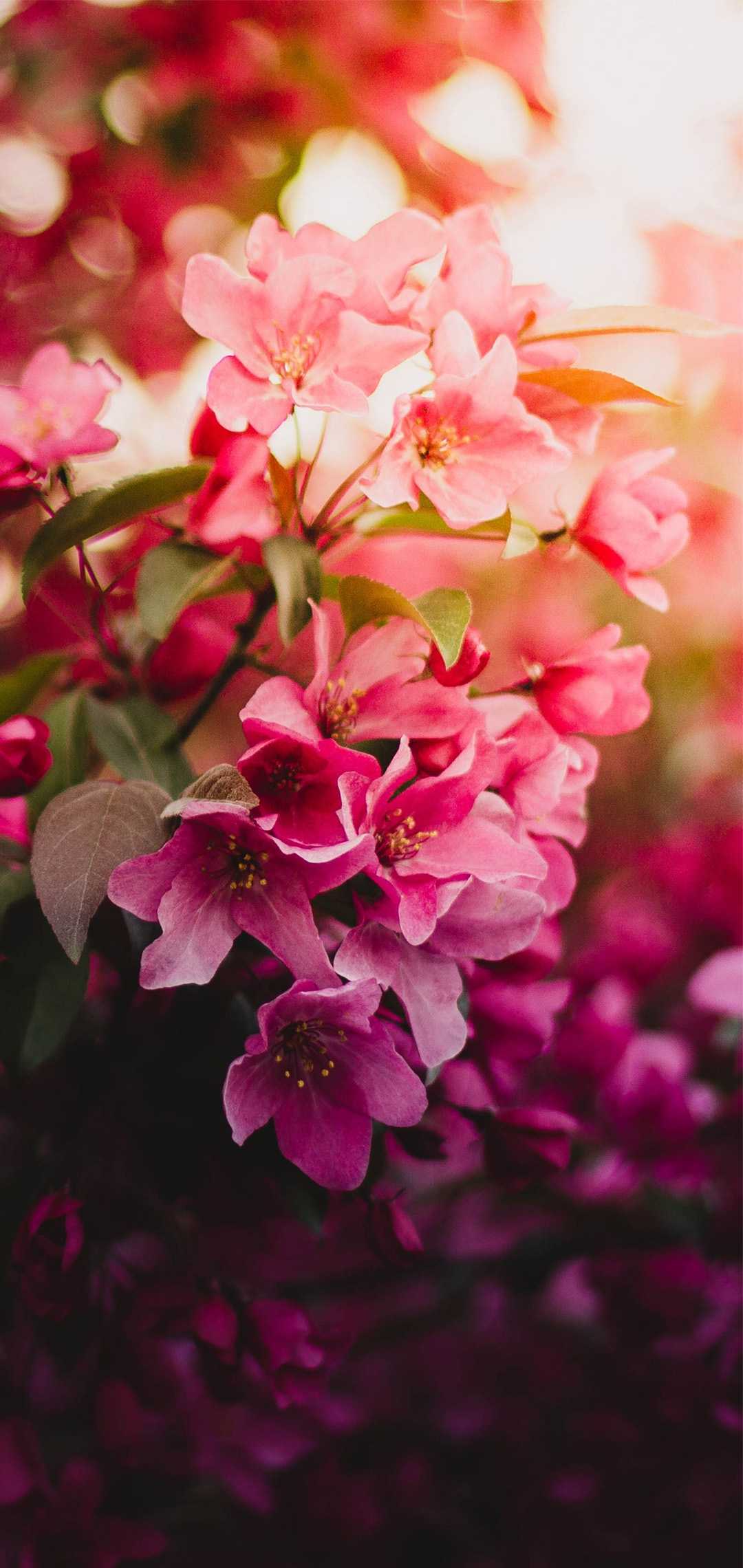 bougainvillea, pinterest
