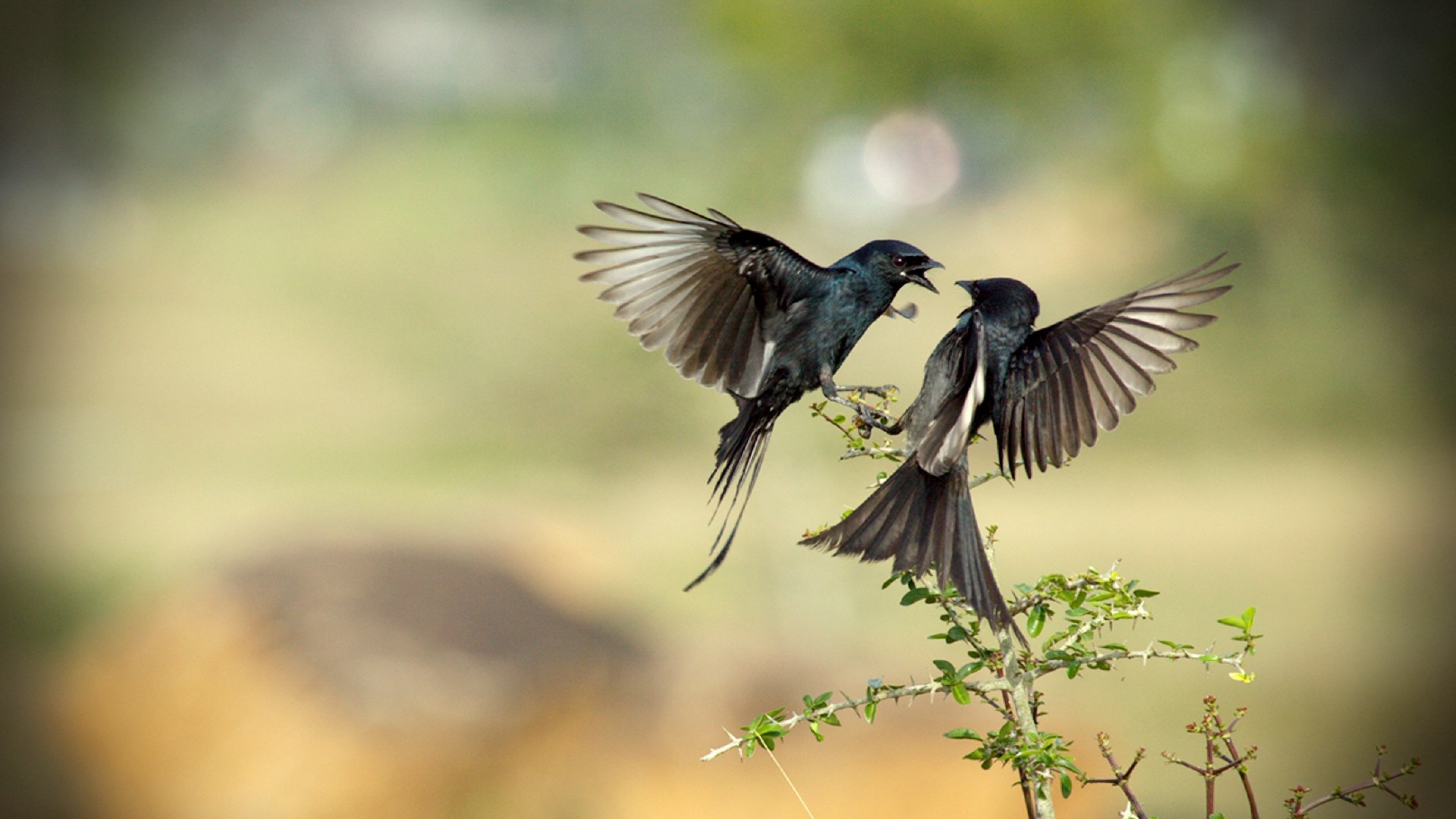 A birds last look