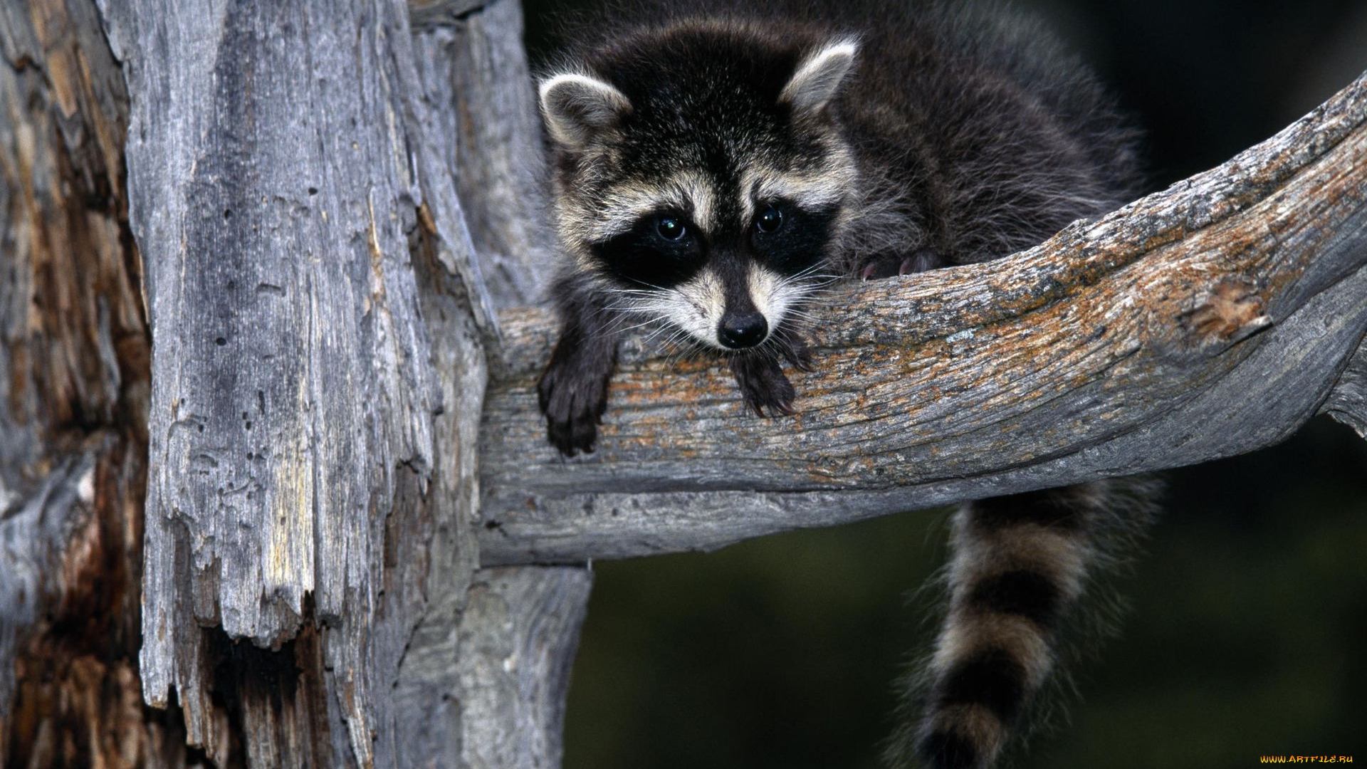 есть енот, который сидит на ветке дерева