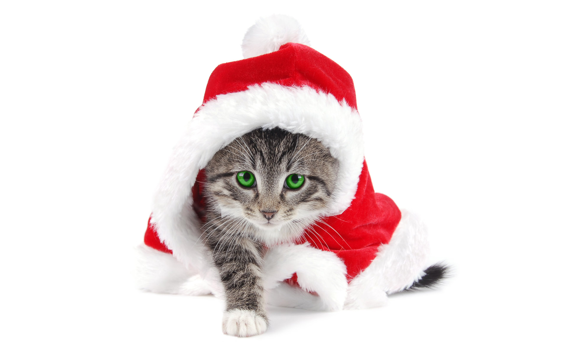 новогодние, кошками, кошки