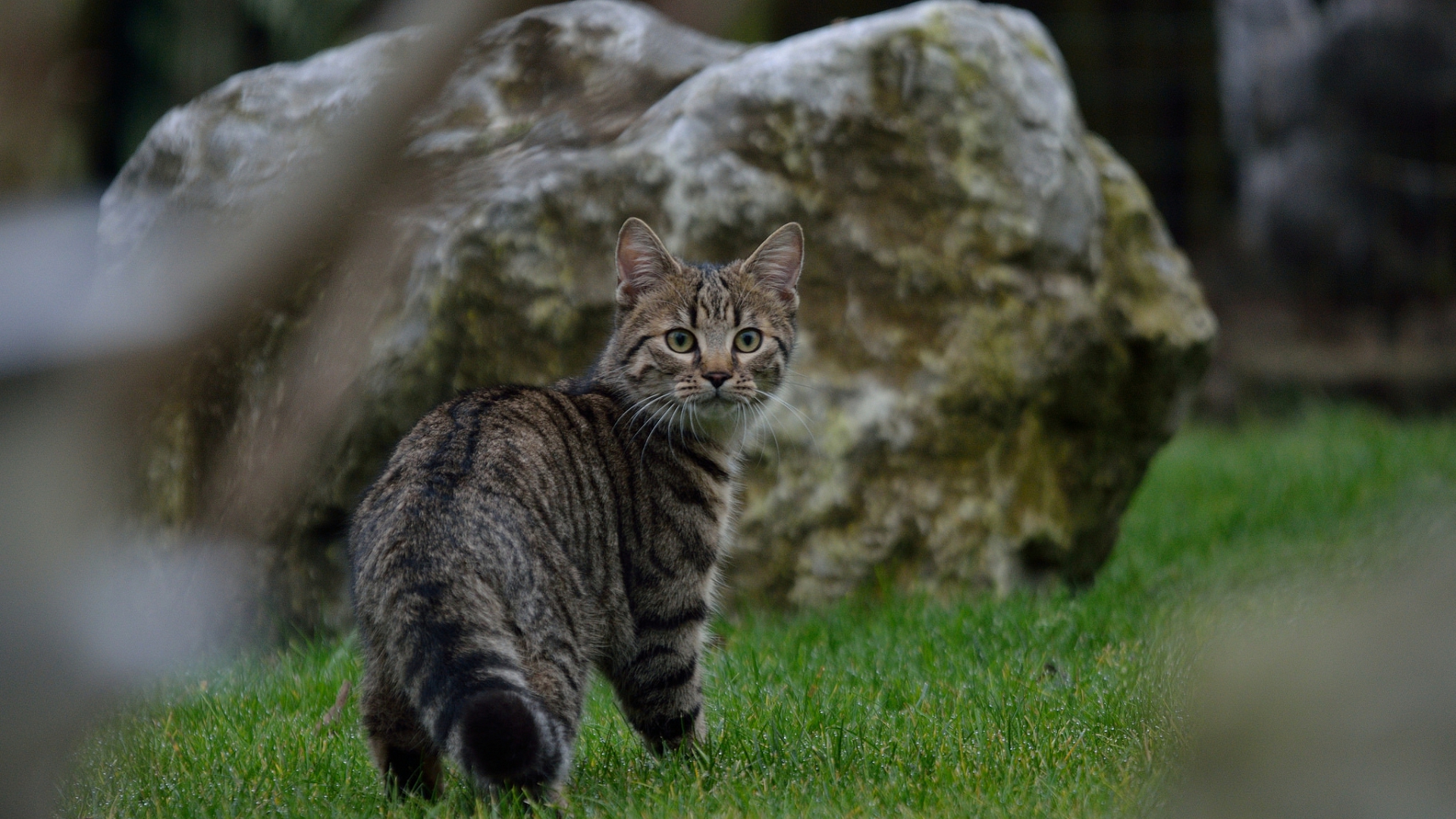 травы, зелень