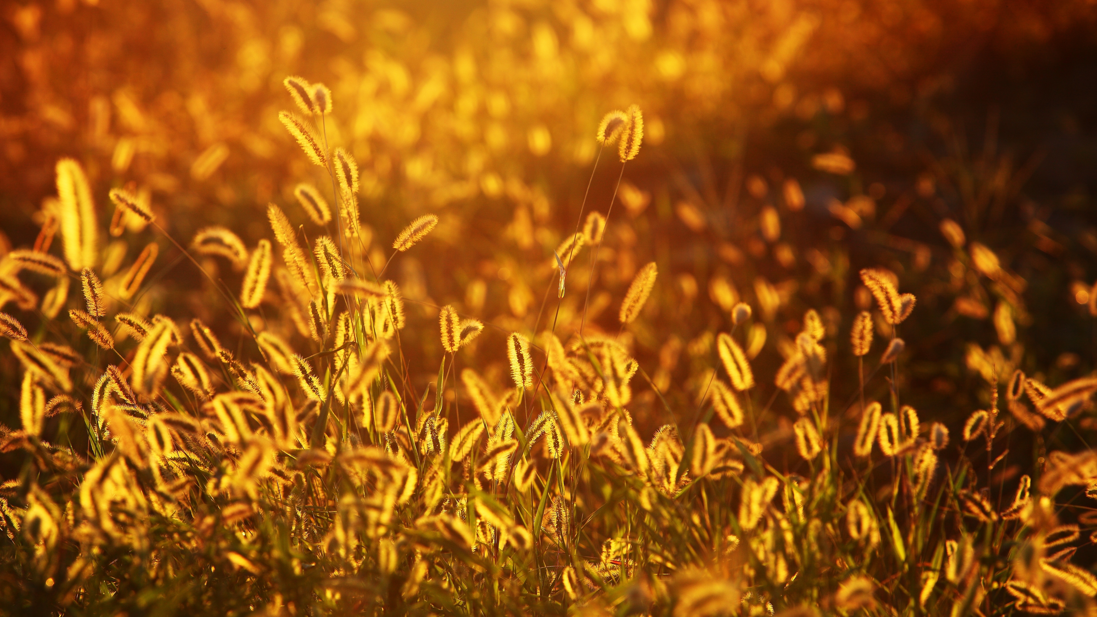 bulsin, rozit, kundaligi