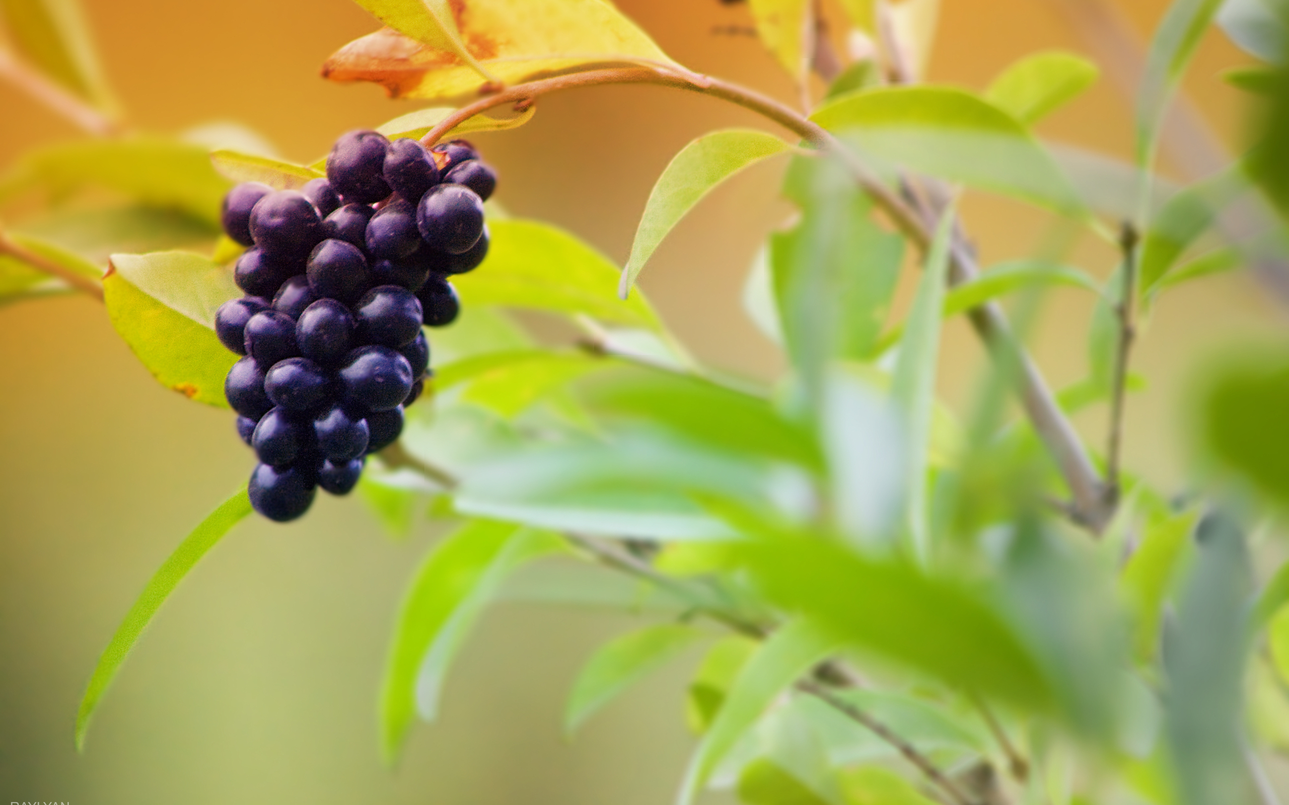 fruits, еда, free