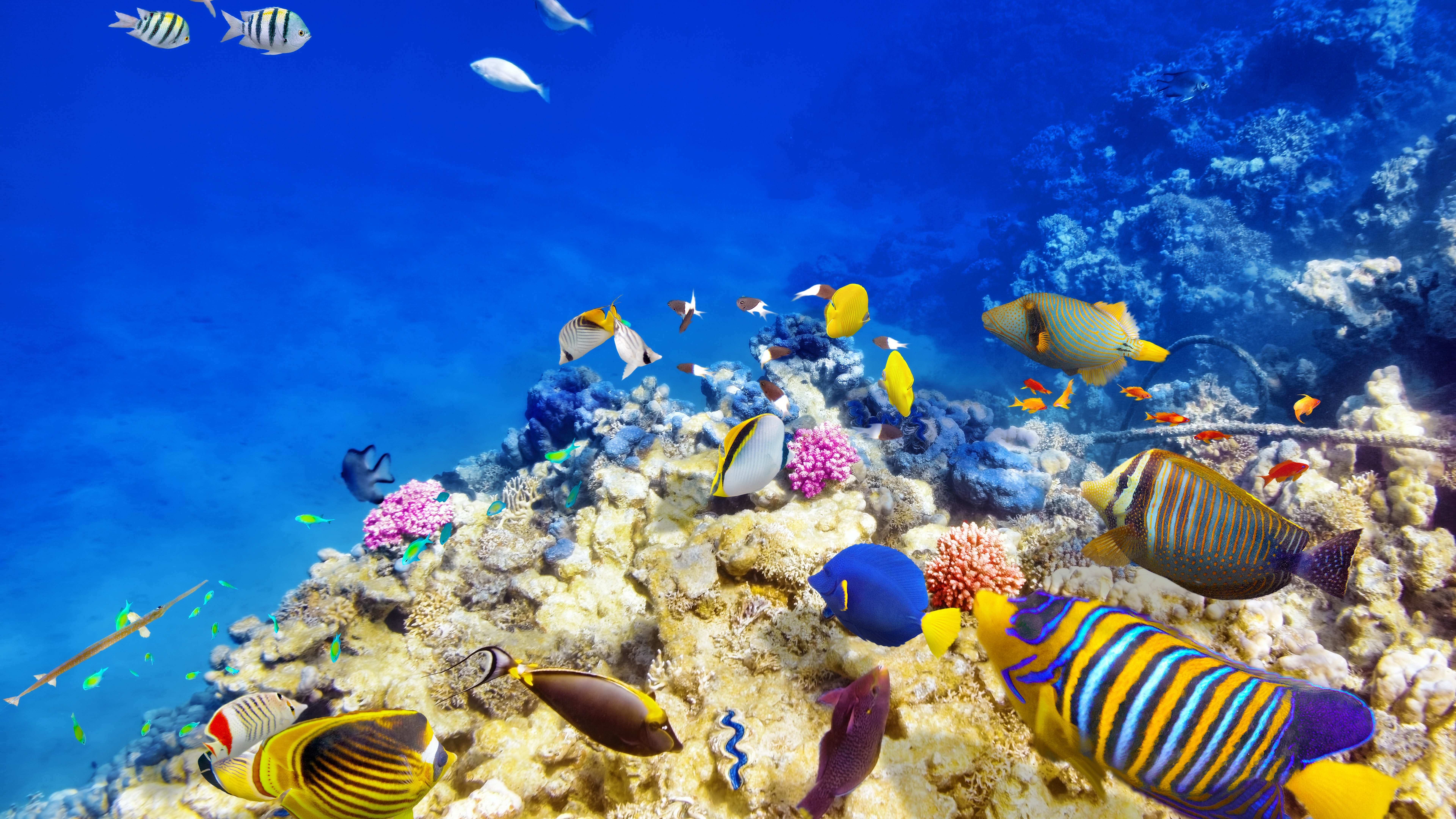 рыбки, underwater, world