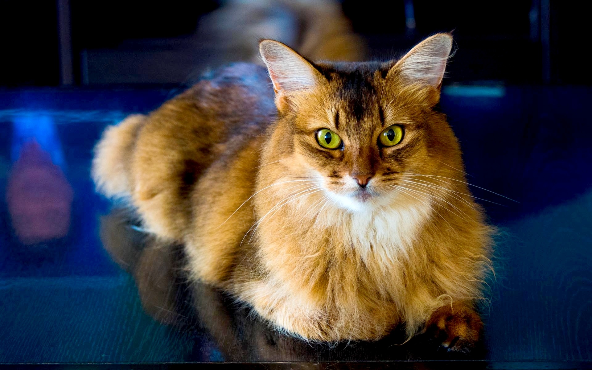 кошки, классные