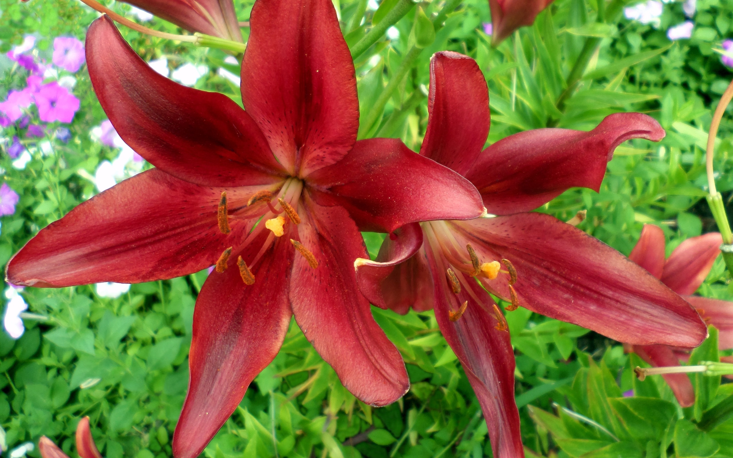 lily
