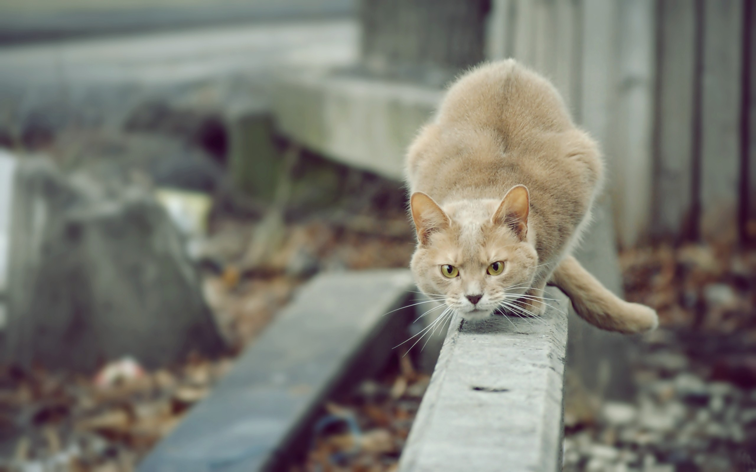 кот, прыжок, фронтовой