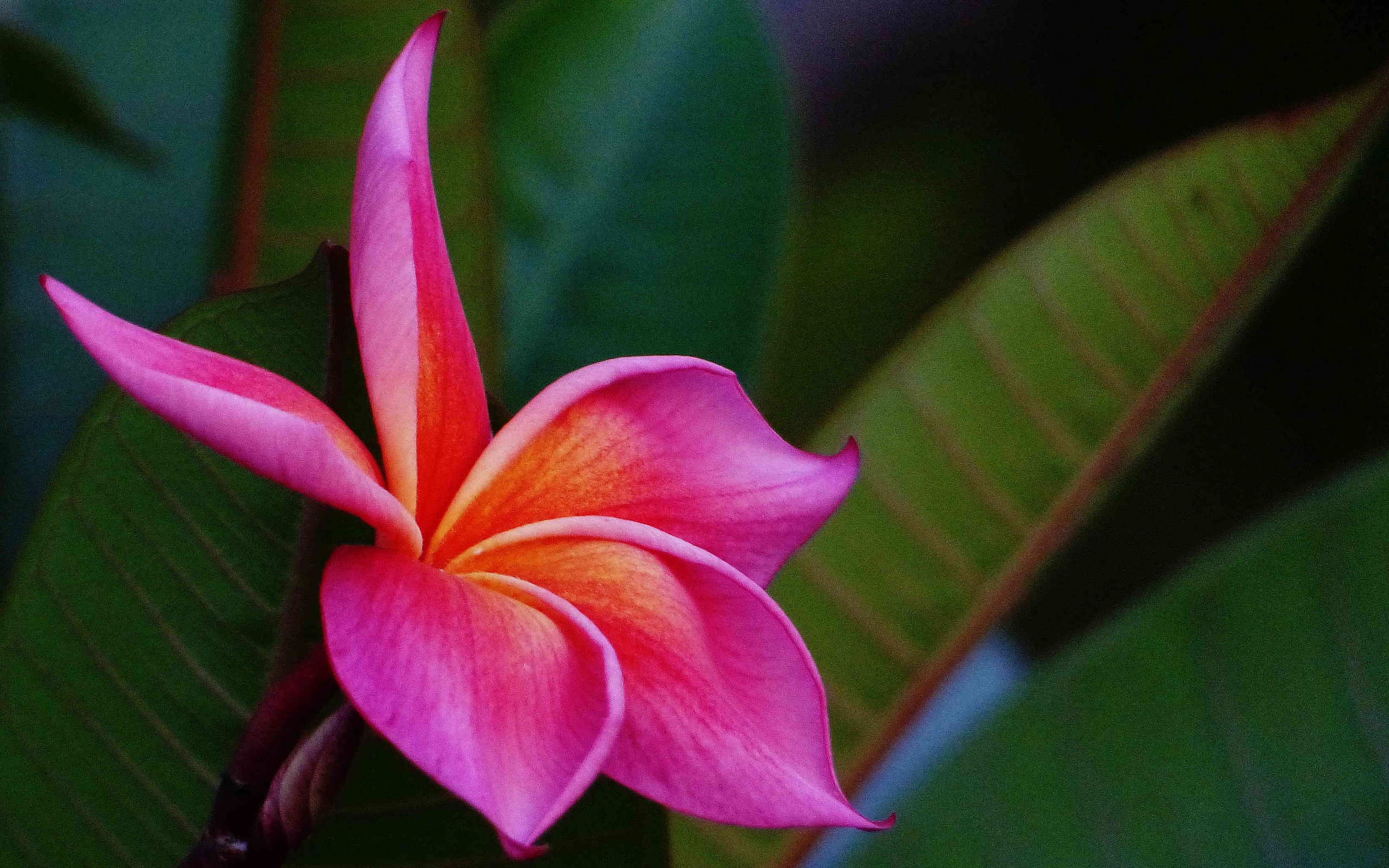 frangipani, franzhipan