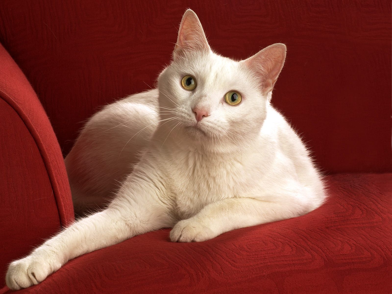 кот, анатолийский, белый