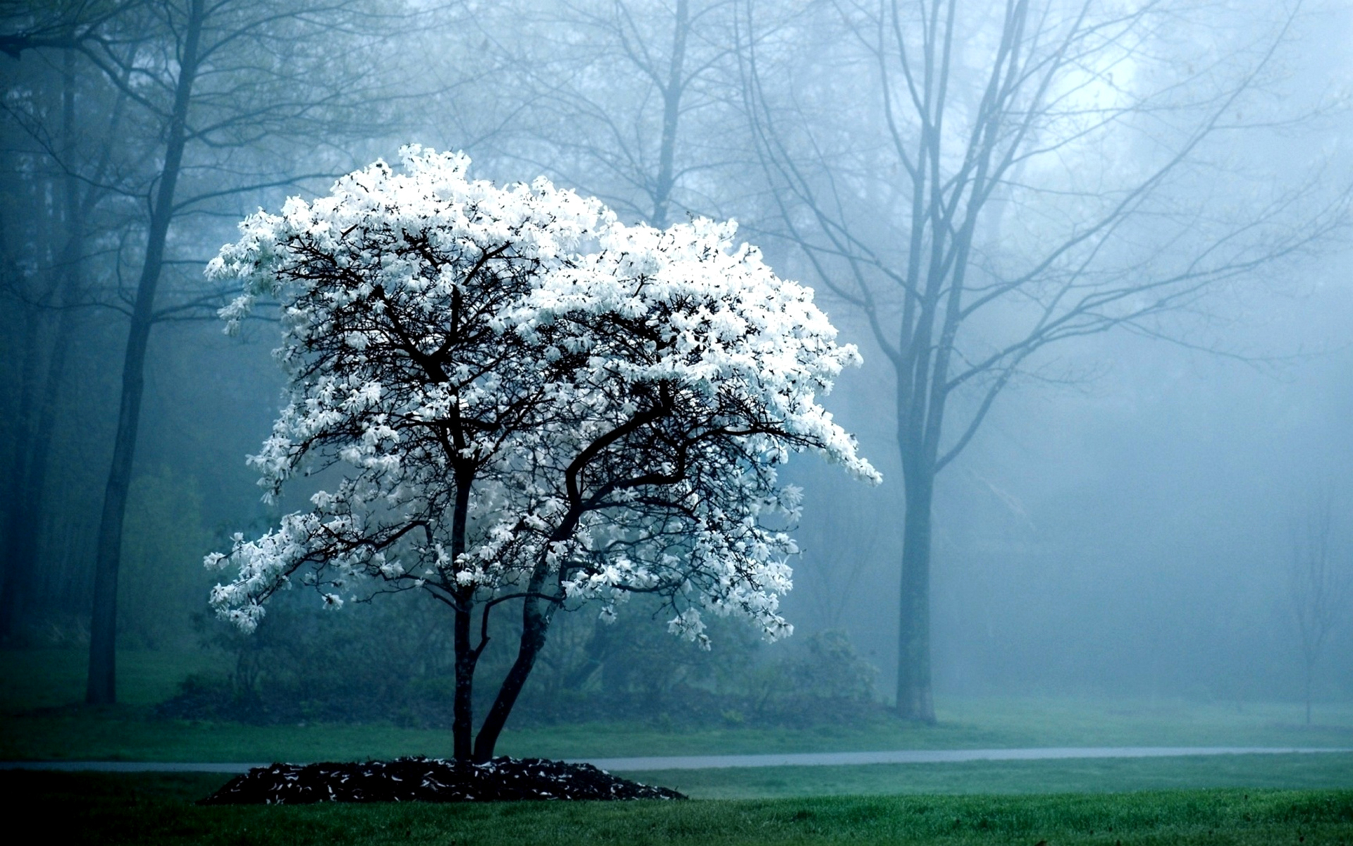 природа, дерево, весна