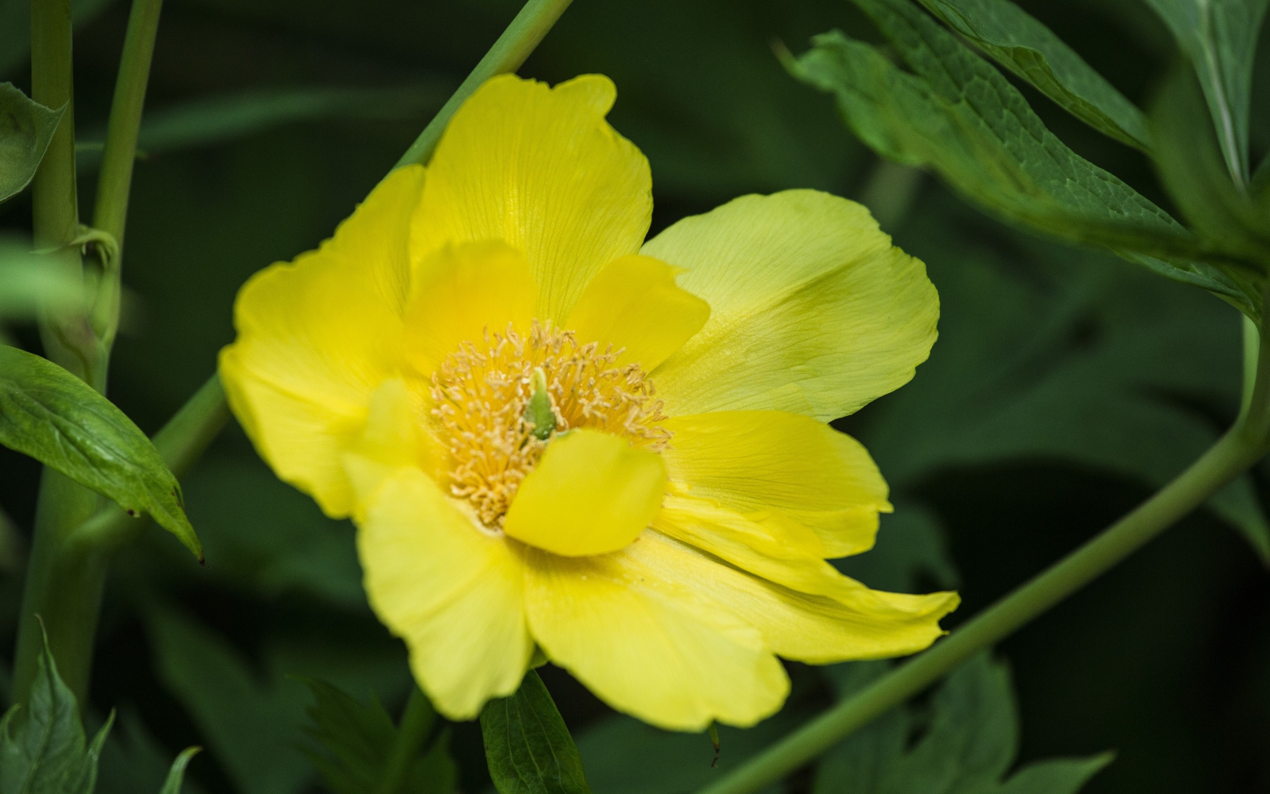 flora, cvety, молчишь