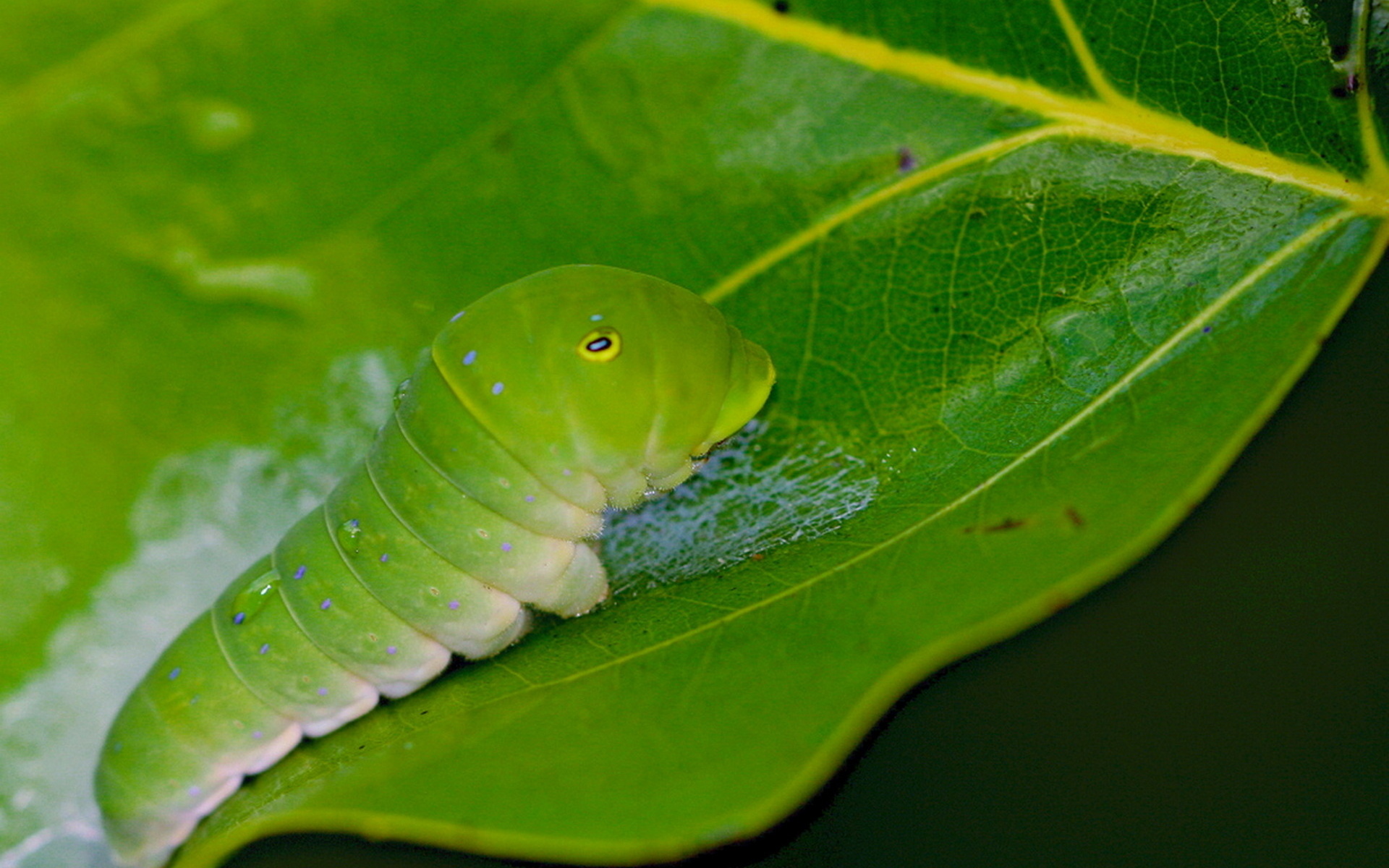swallowtail, тигр, eastern