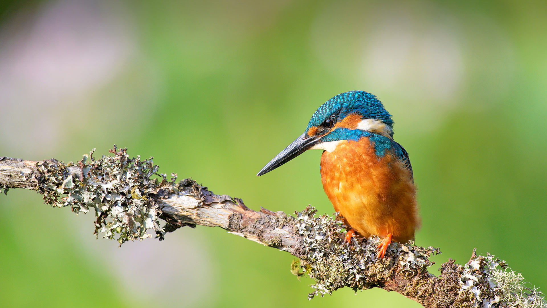 kingfisher