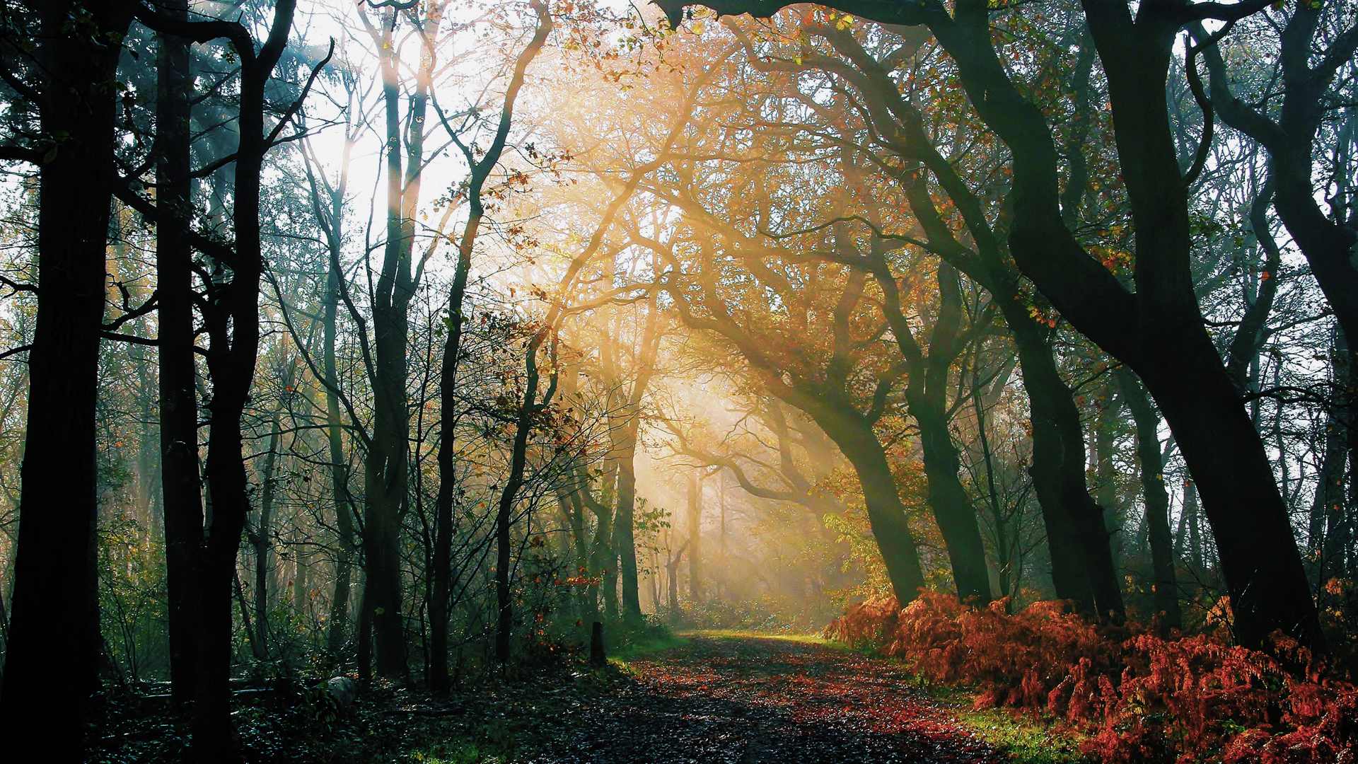 лес, утро, деревья