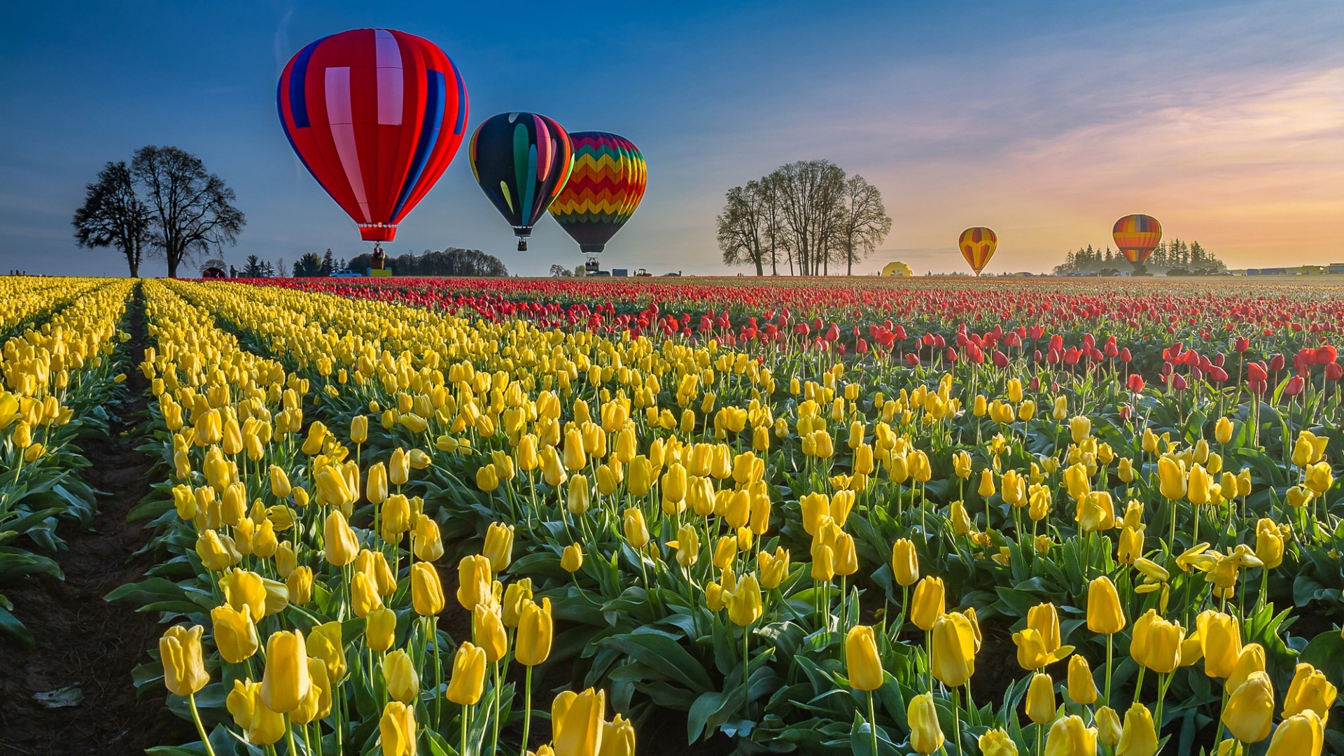 тюльпан, воздух