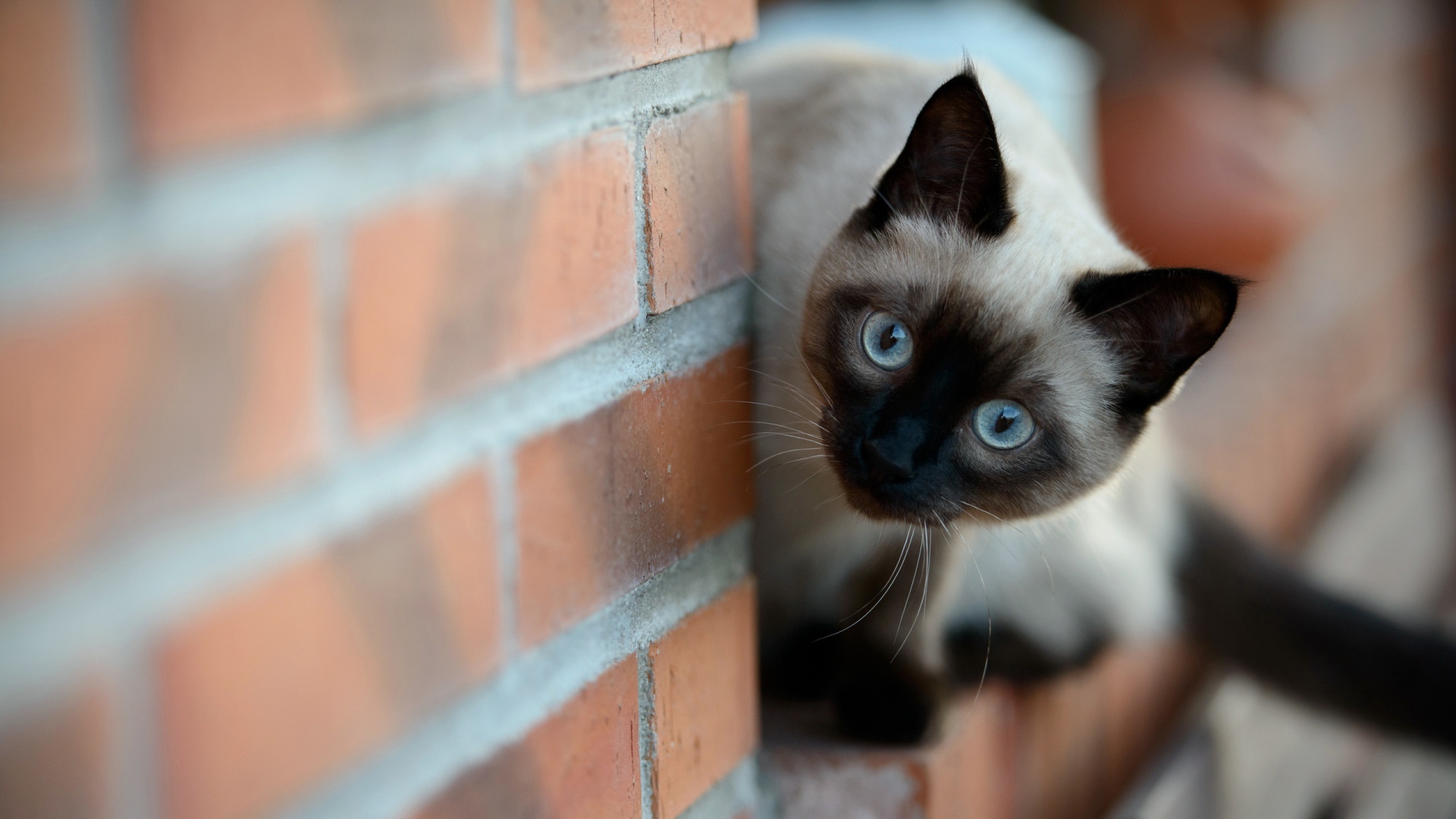 кошка, которая смотрит из кирпичной стены