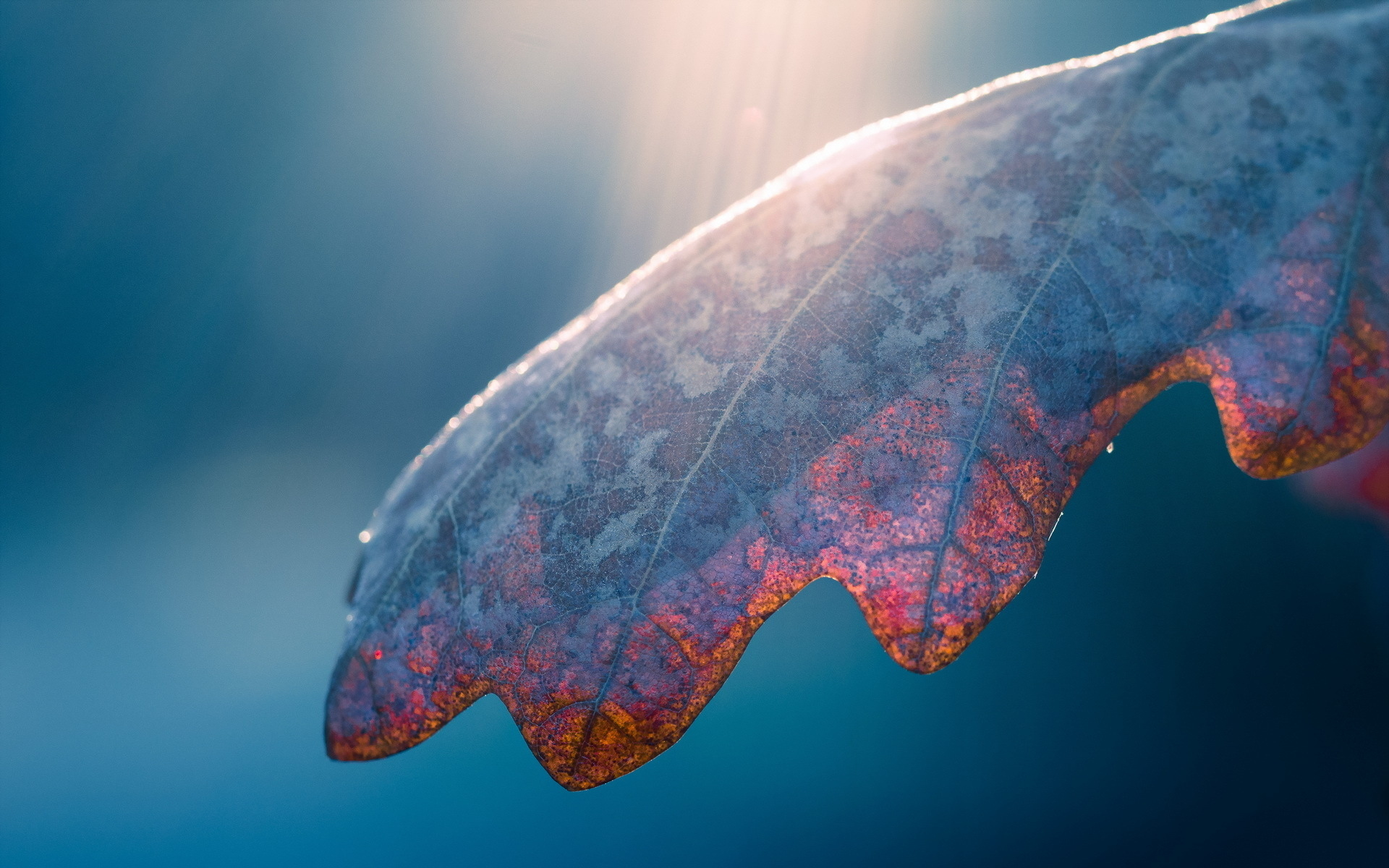 macro, nature, leaves