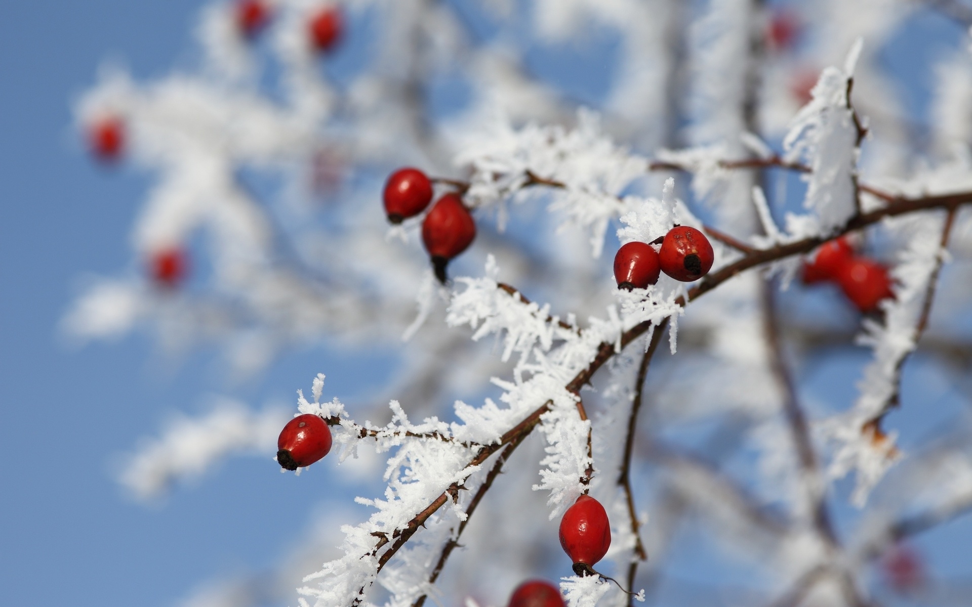 winter, рябина, погода