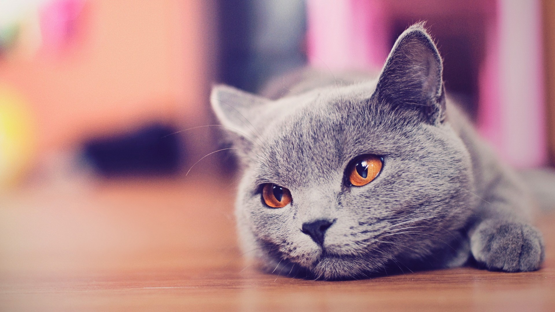 есть кошка, которая лежит на полу