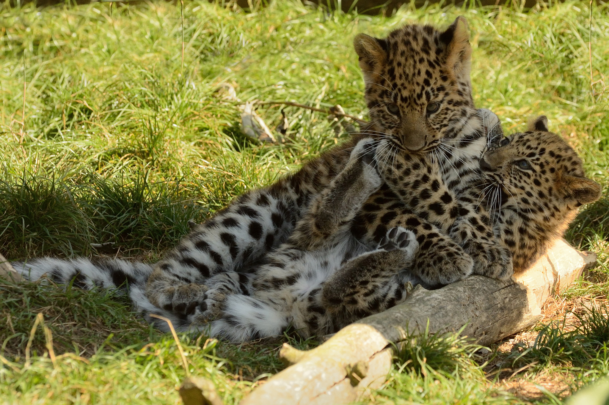 леопарды детеныши животные природа трава бесплатно
