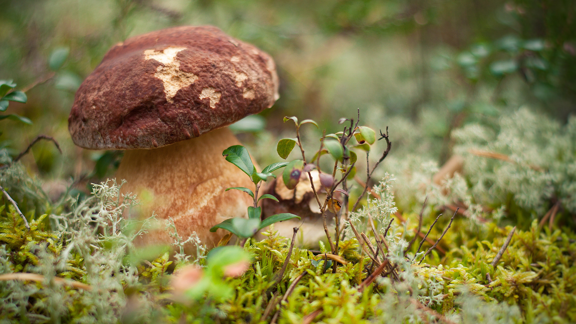 грибы, mushroom, лесу