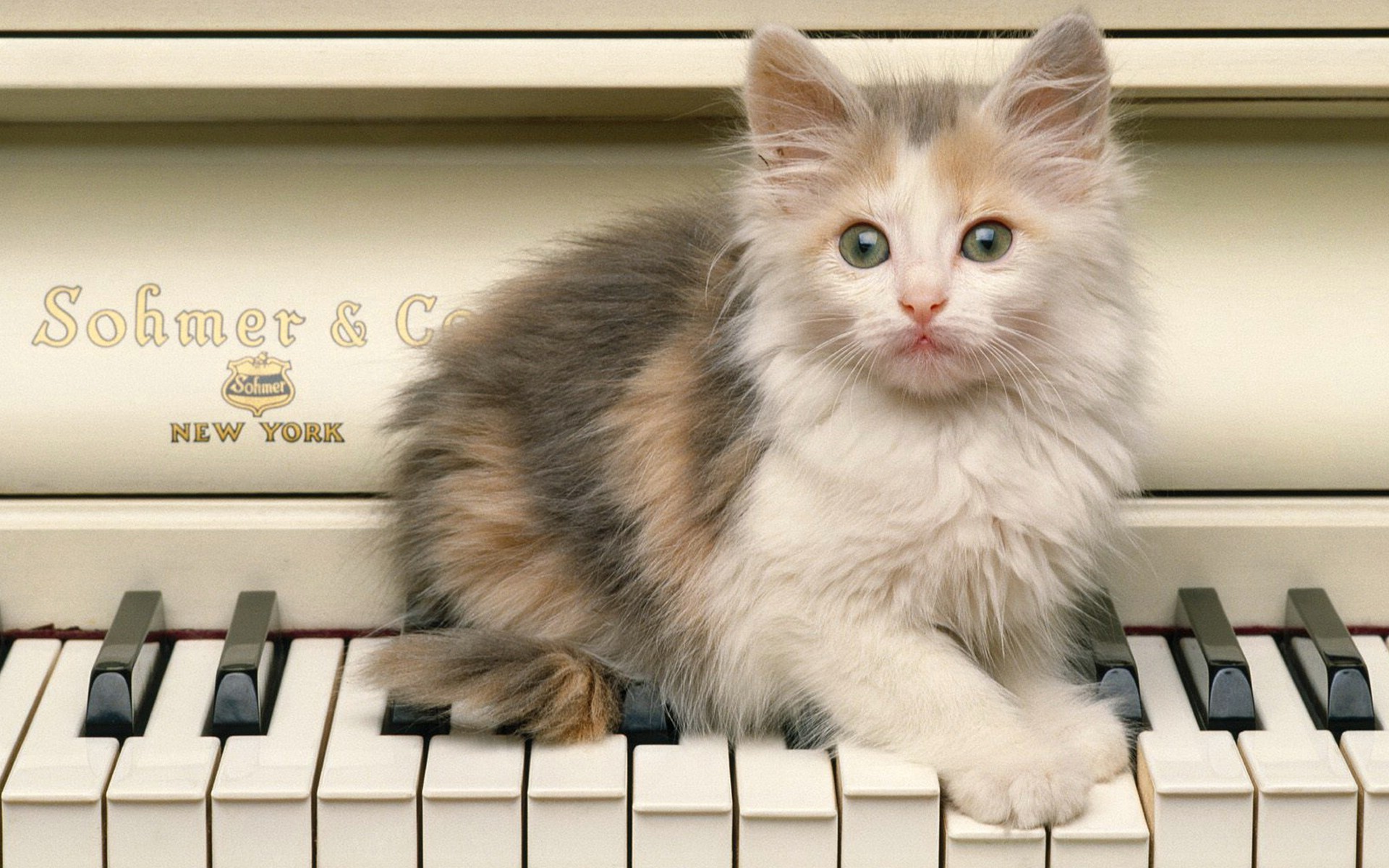 Котенок на пианино без смс