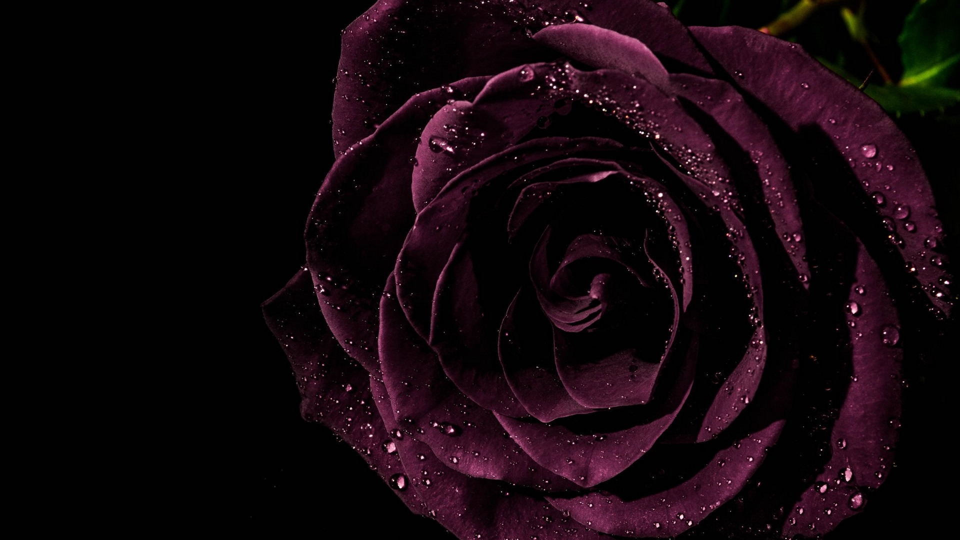 677 Темная роза