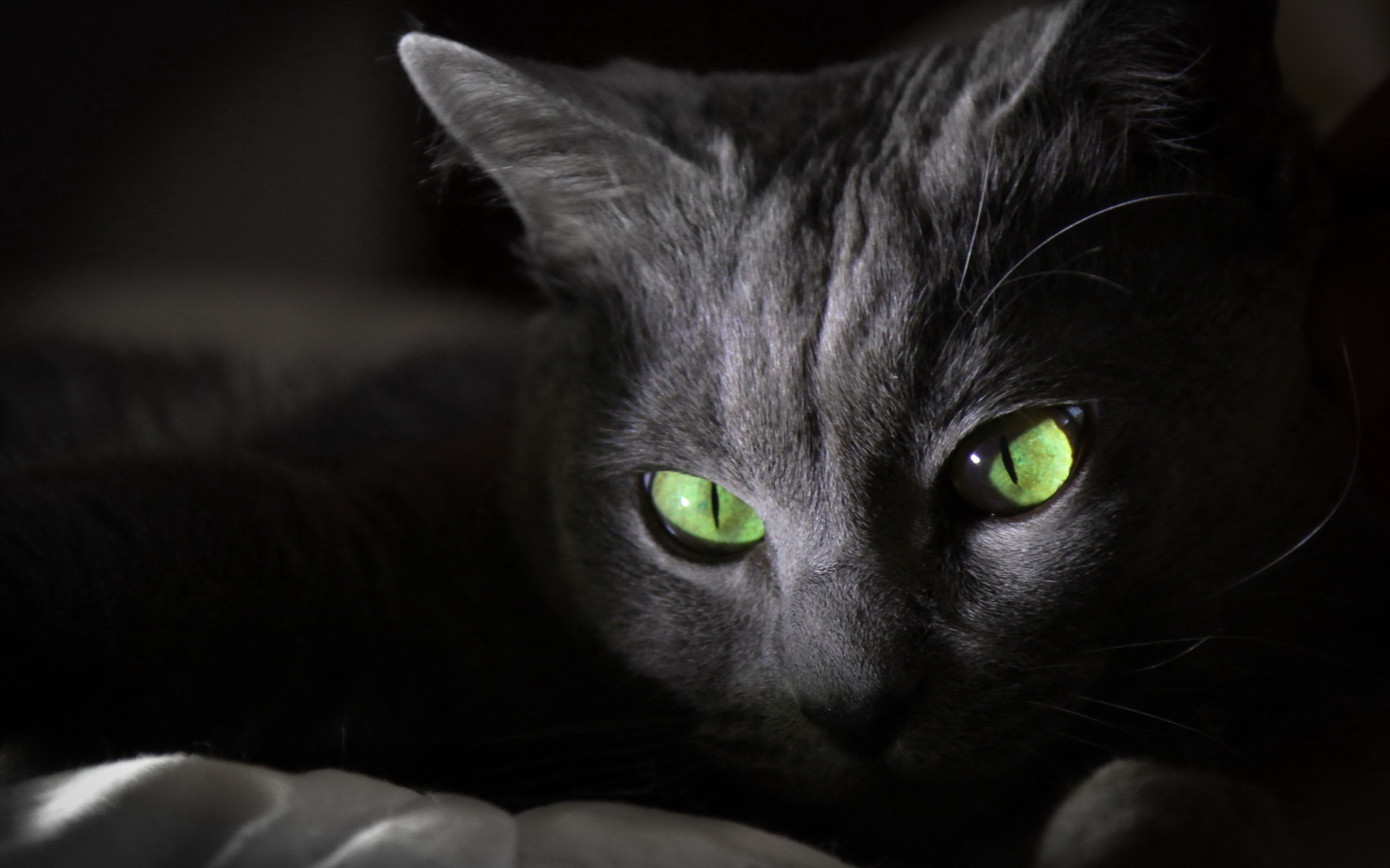 Черный зеленый глазками. Чёрный кот с зелёными глазами. Кошка с зелеными глазами. Черная кошка с зелеными глазами. Кошачий глаз зеленый.