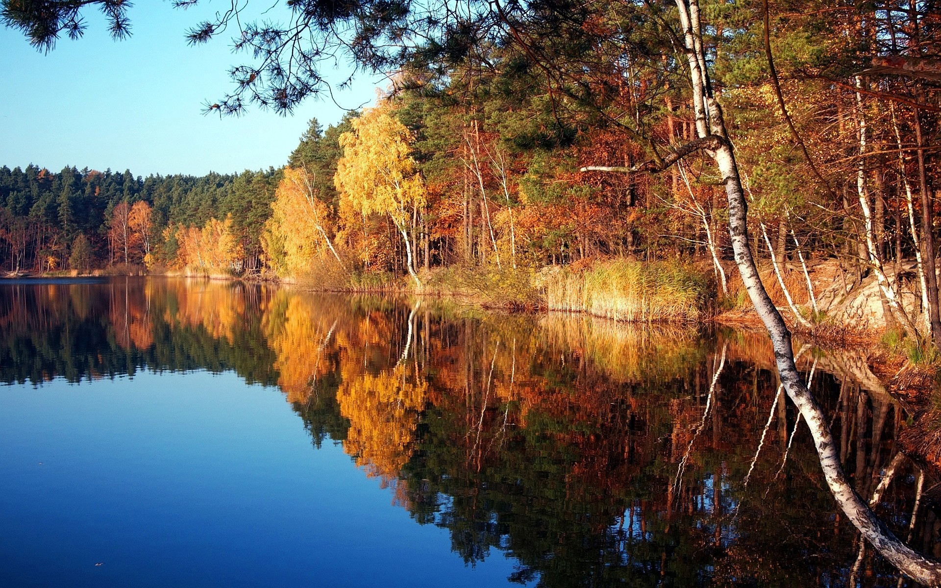 дерево, озеро, осень