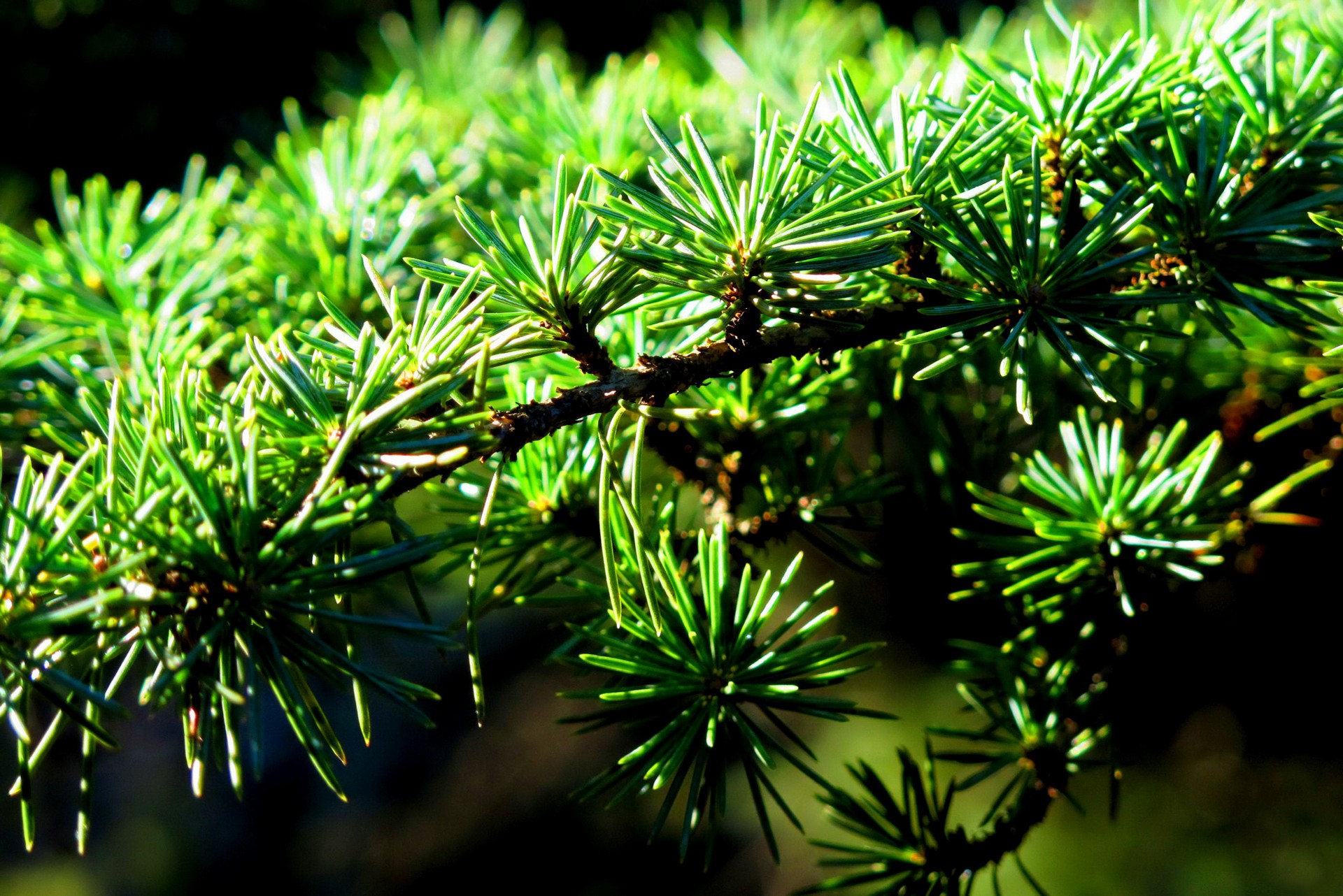 taiga, wikipediaembolism, resistance